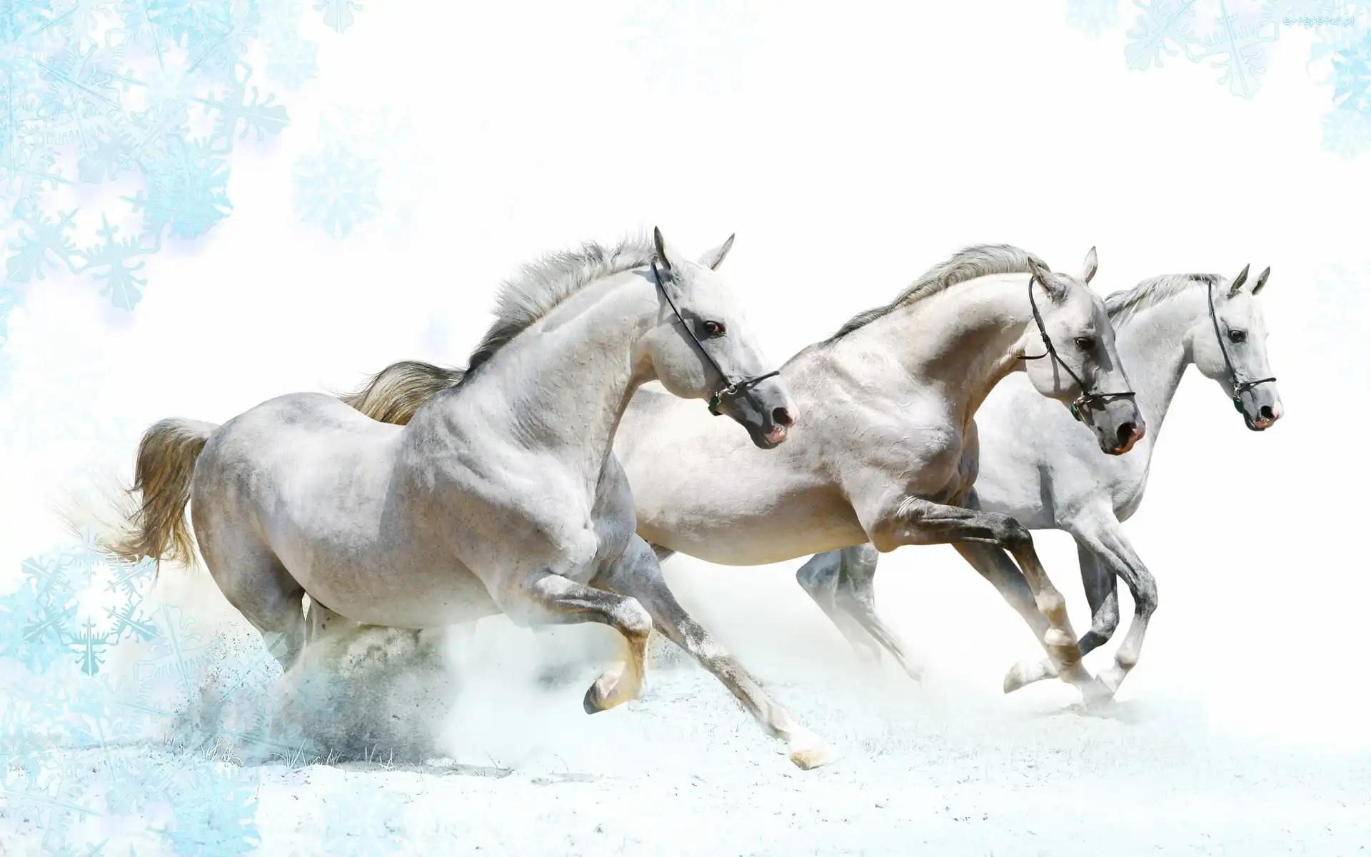 Białe, Galop, Konie, Trzy
