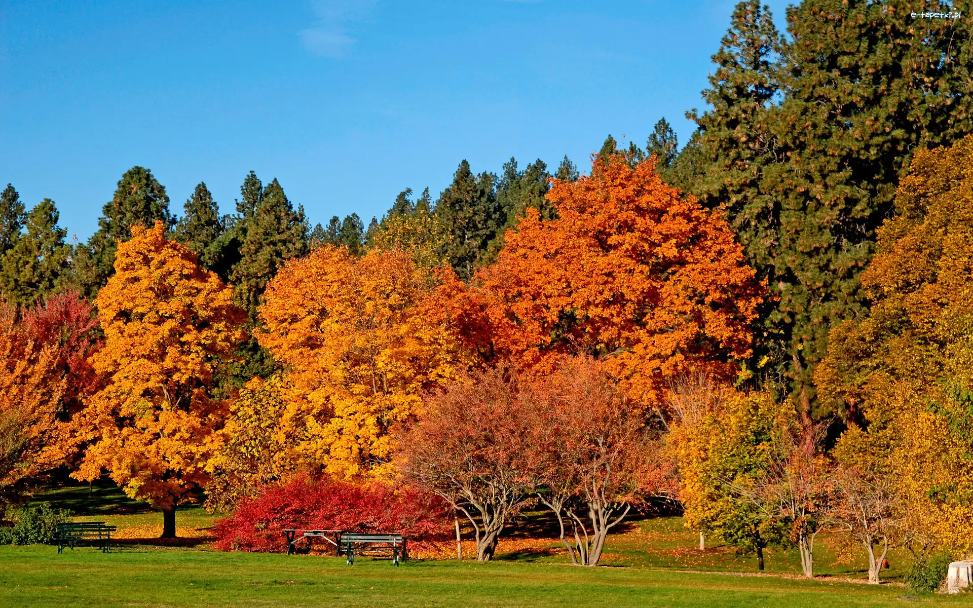 Park, Ławka, Drzewa, Jesień