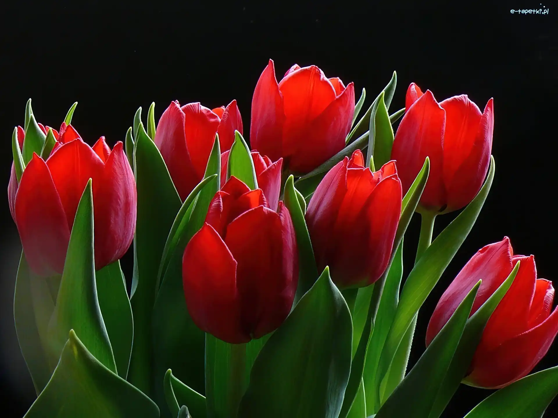 Tulipany, Czerwone