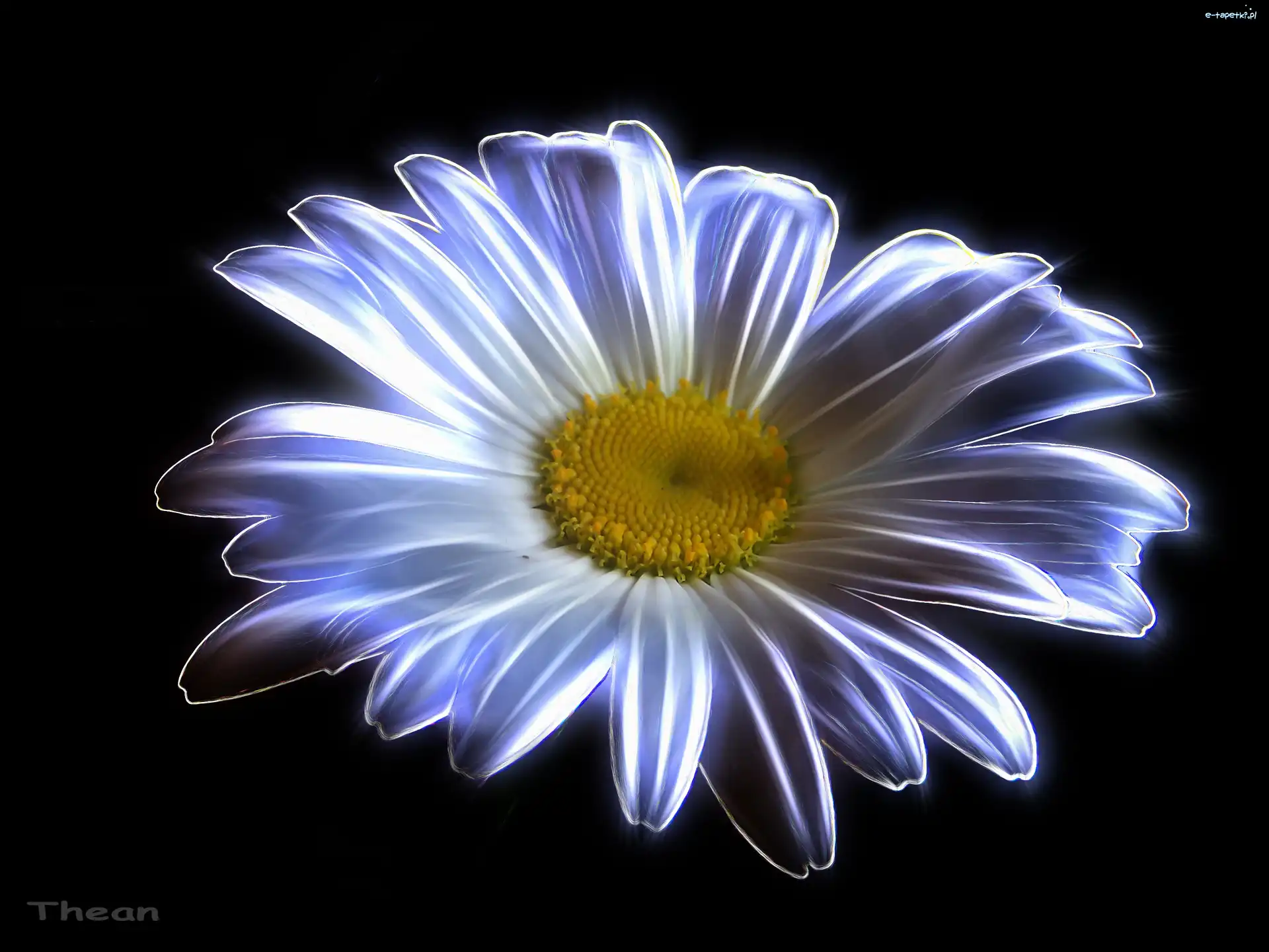 Fractalius, Margaretka