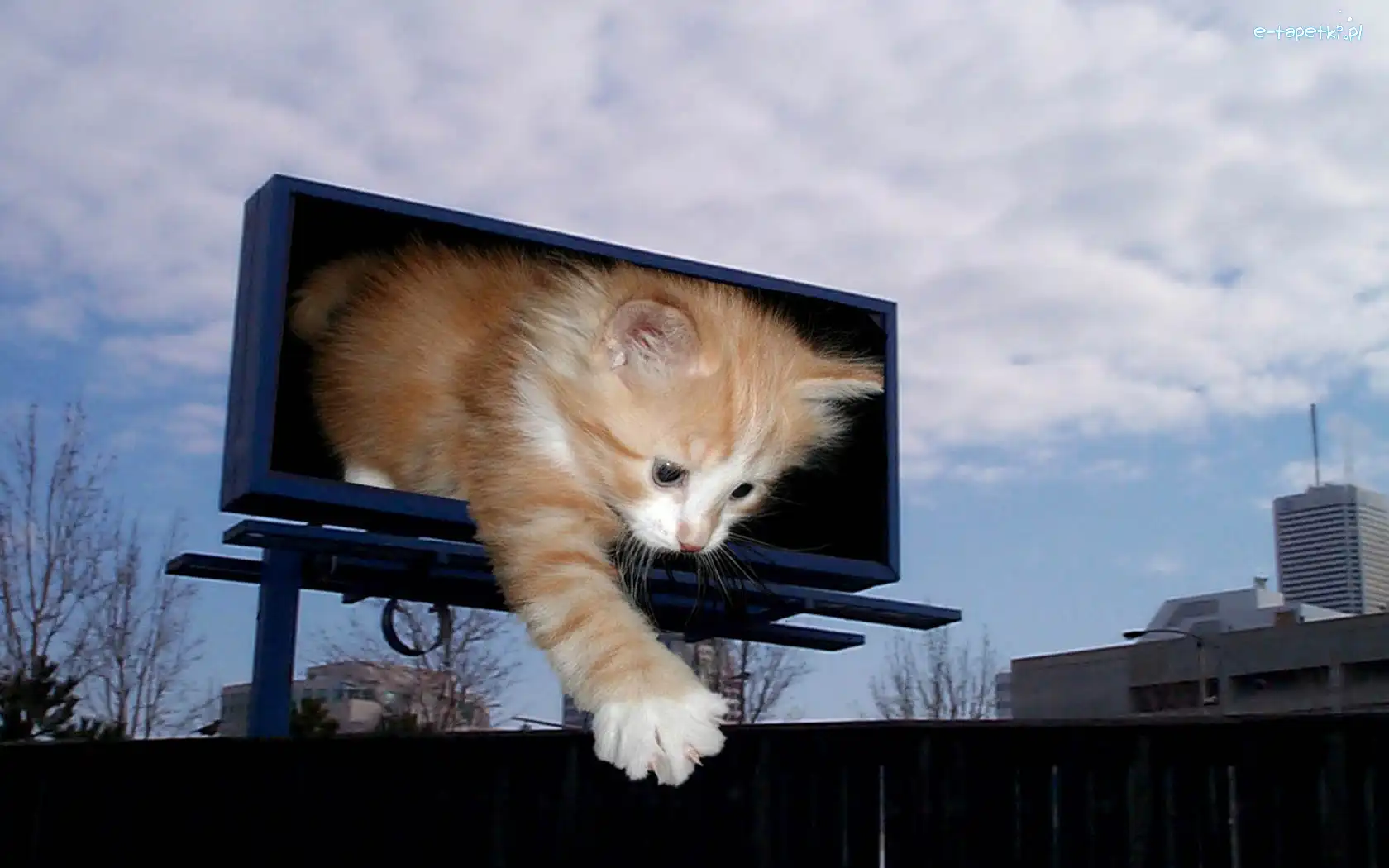 Rudy, Łapka, Kotek, 4D, Bilbord