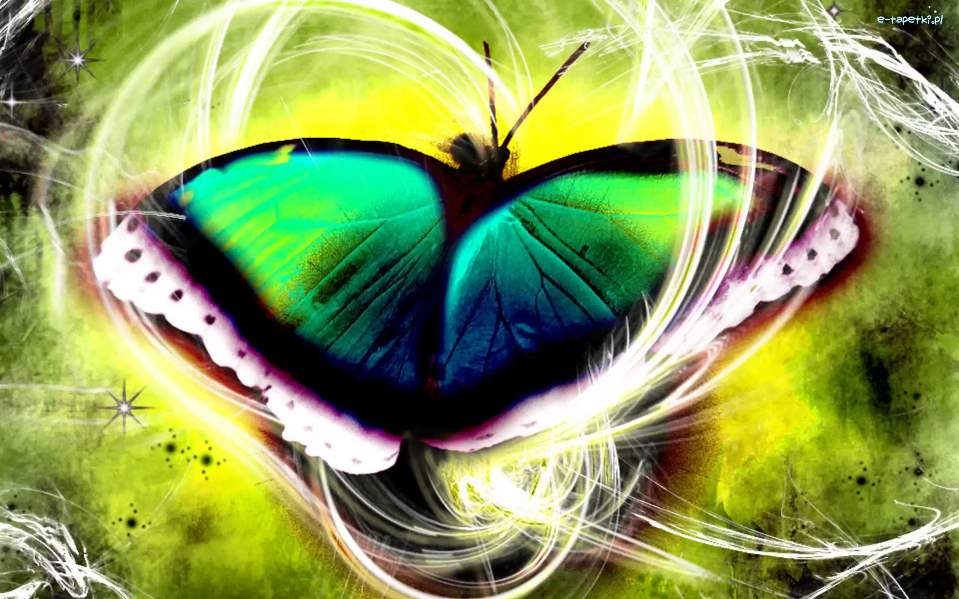 Grafika, Motyl