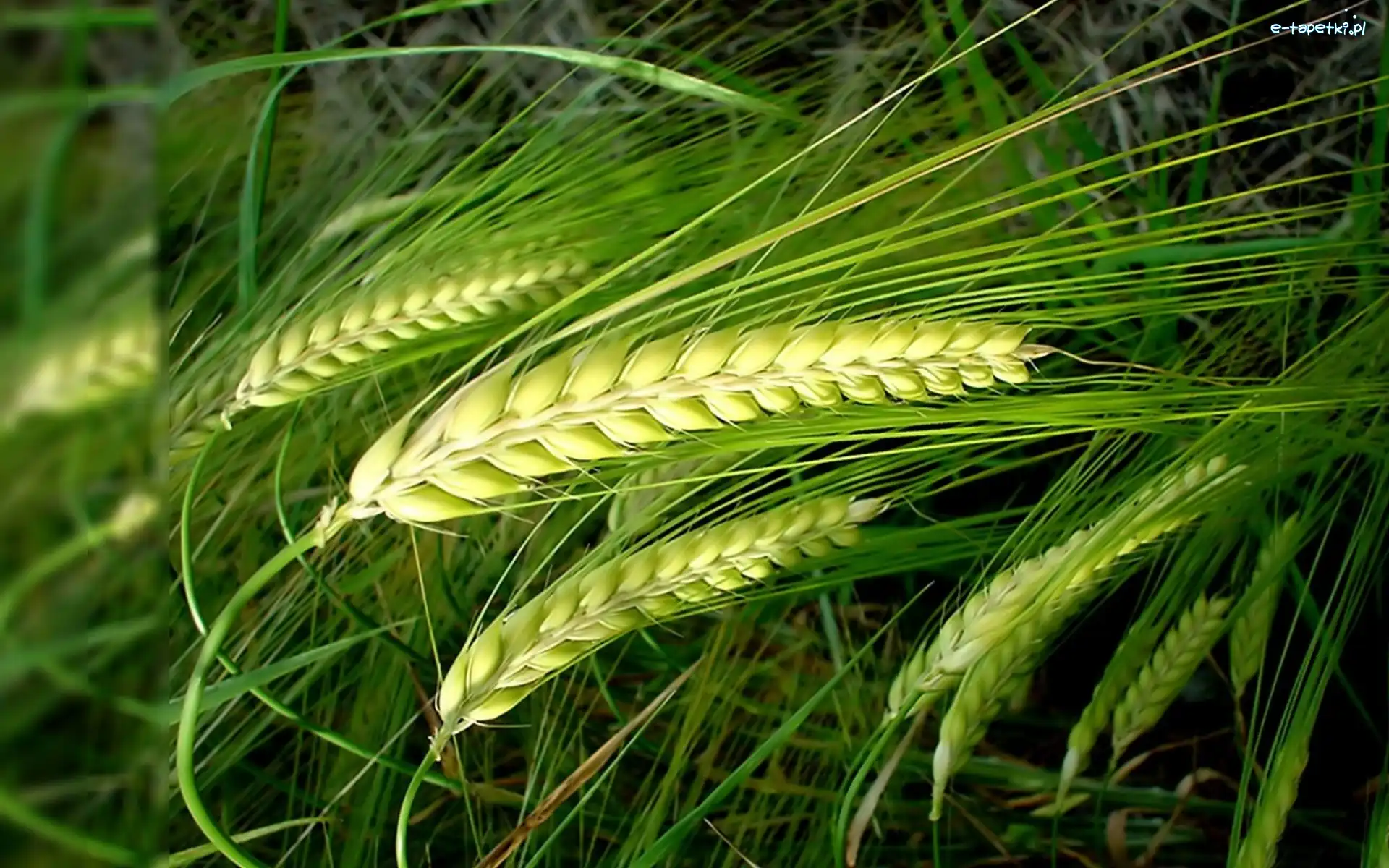 Zboża, Kłosy, Zielone