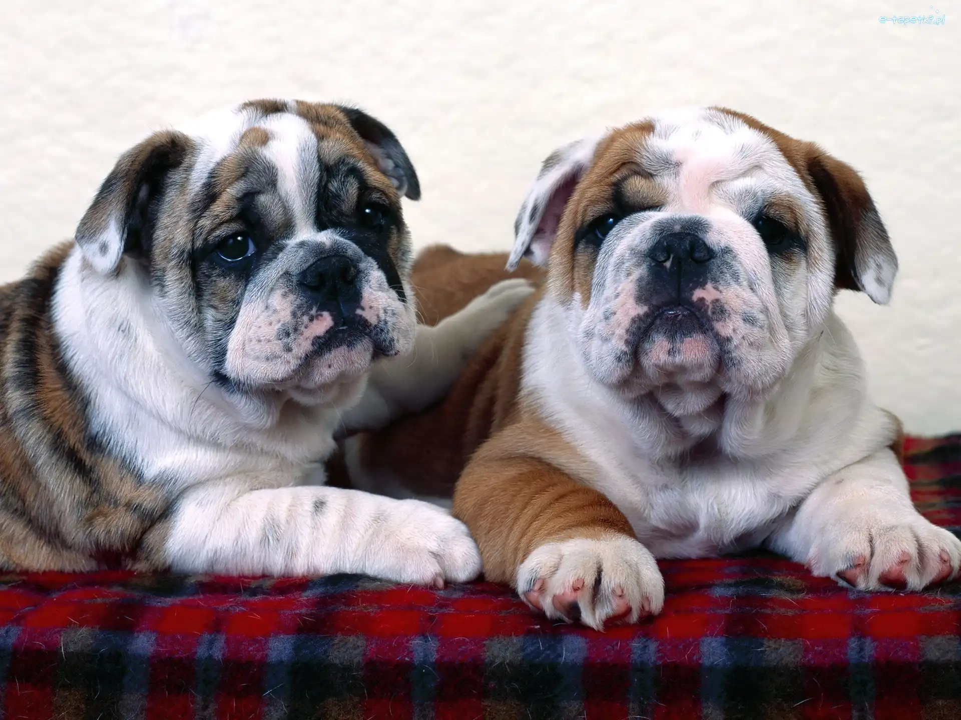 Buldogi, Dwa