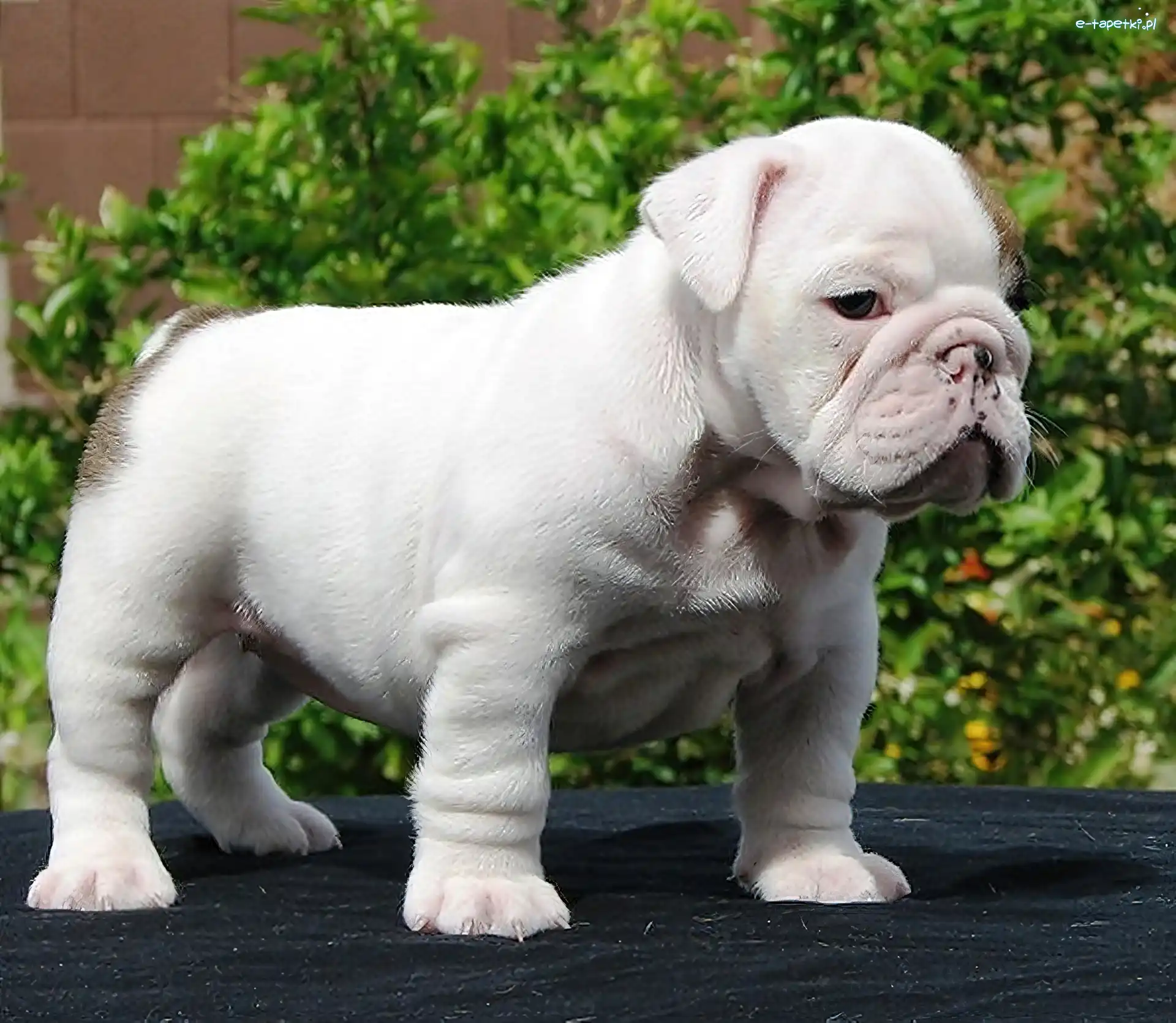 Buldog, Szczeniaczek