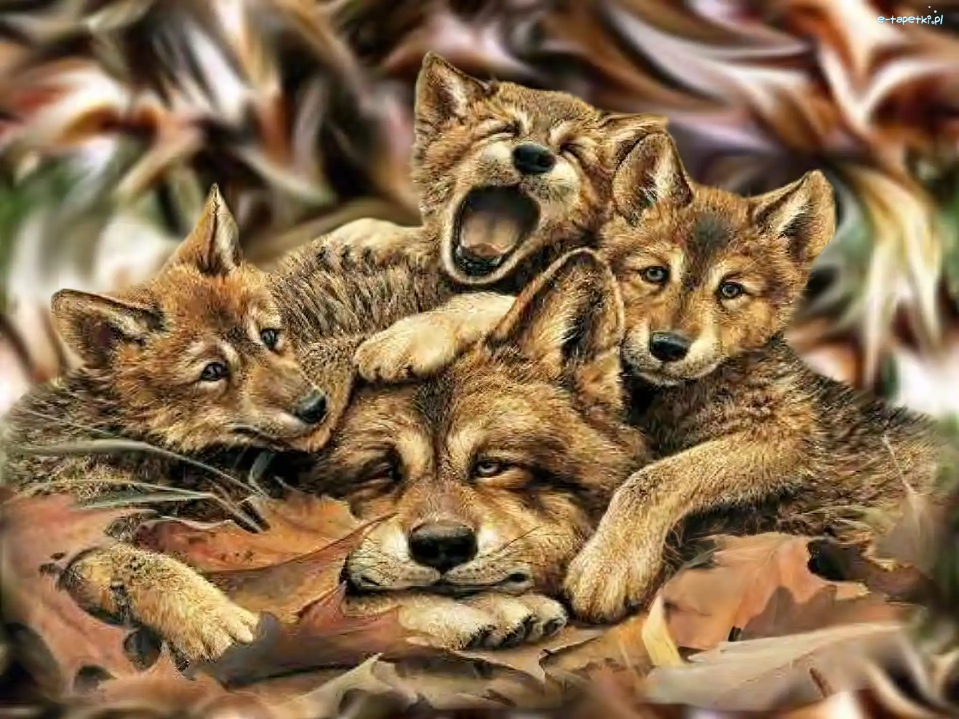 Wilk, Młode, Trzy, Mama