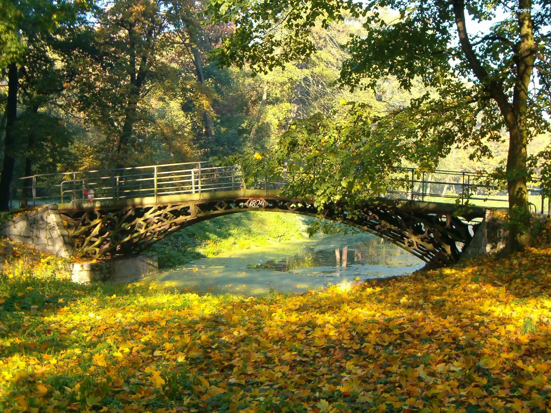 Drzewa, Jesień, Most