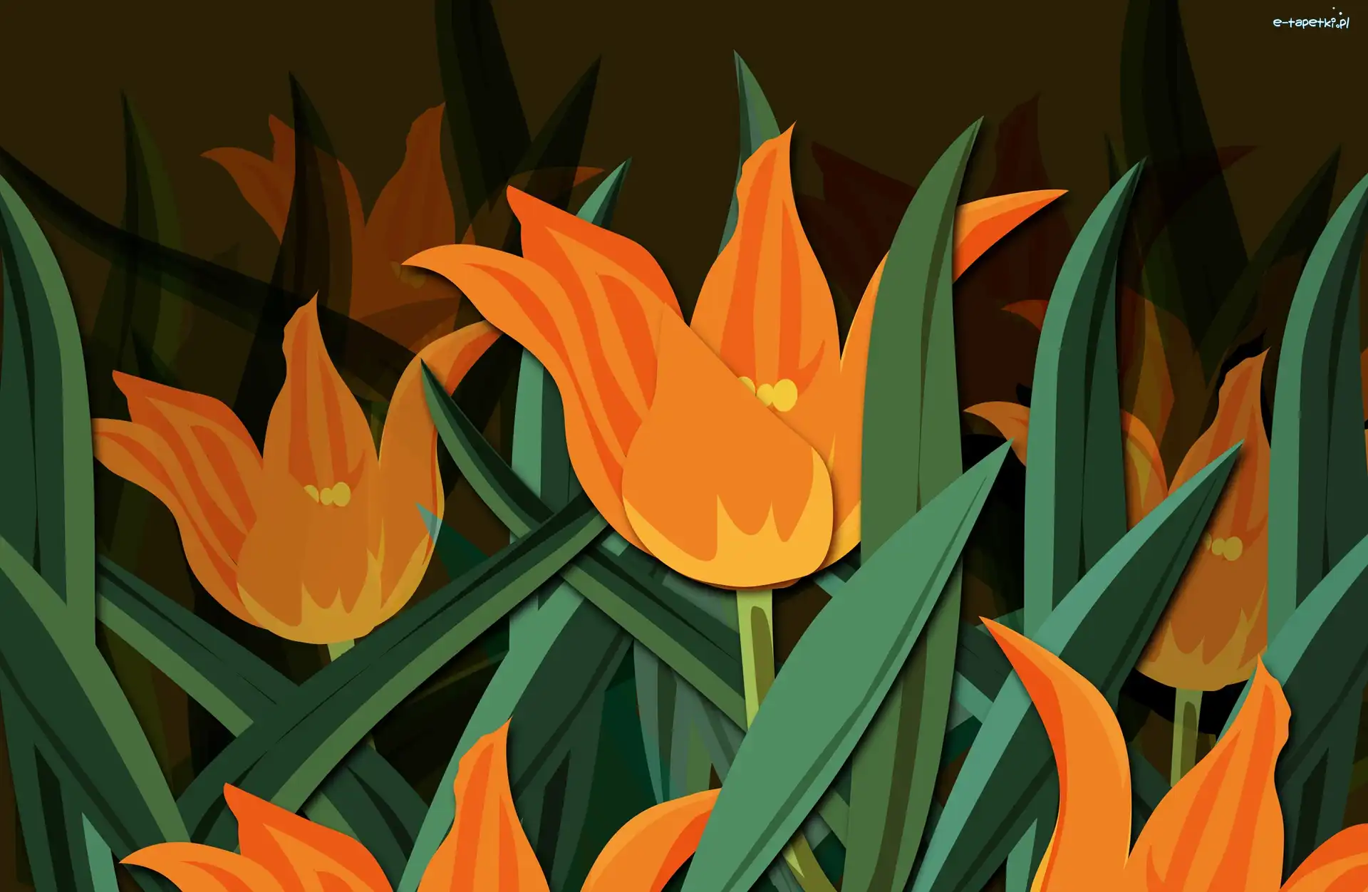 Tulipany, Pomarańczowe