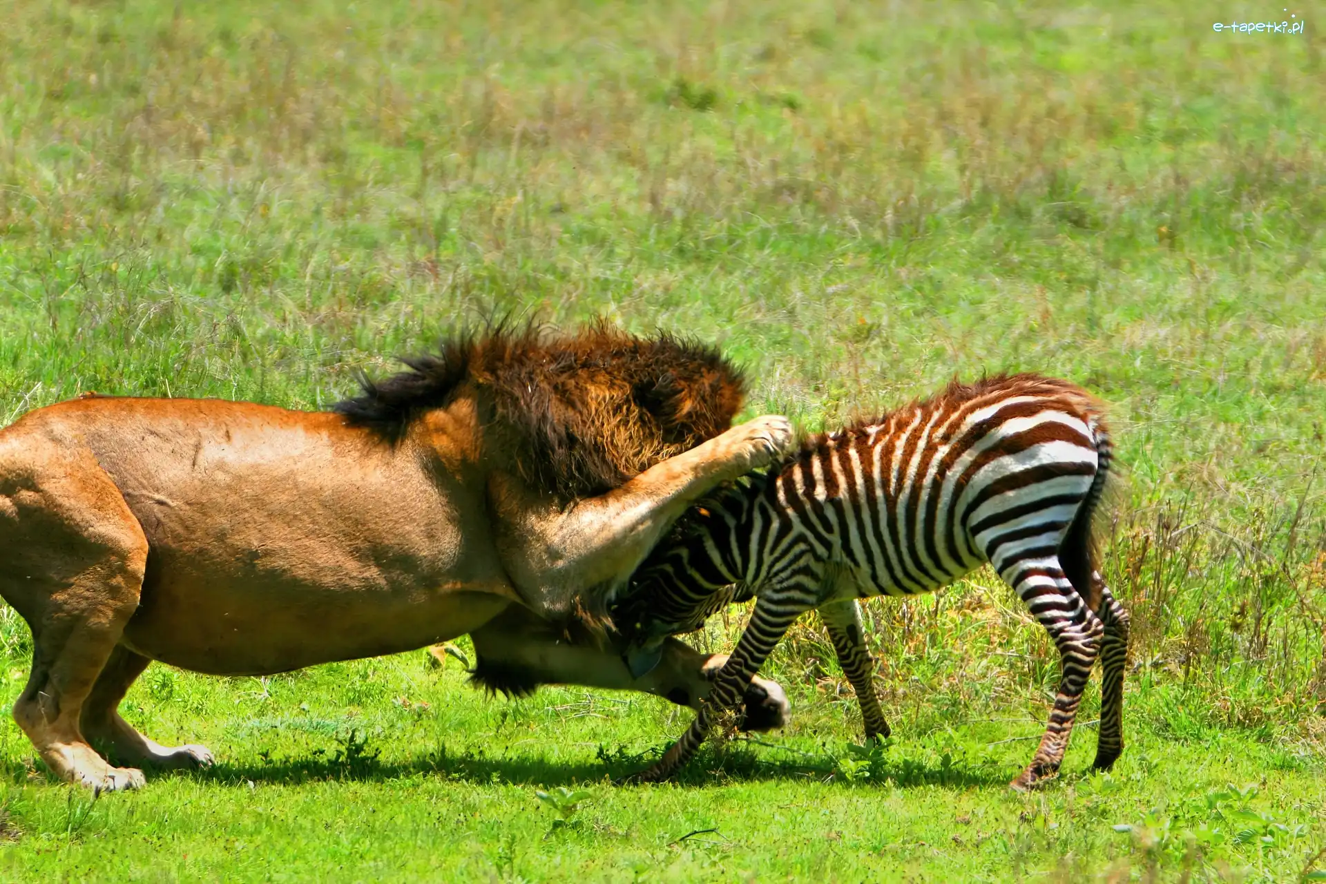 Zebra, Lew, Atakujący
