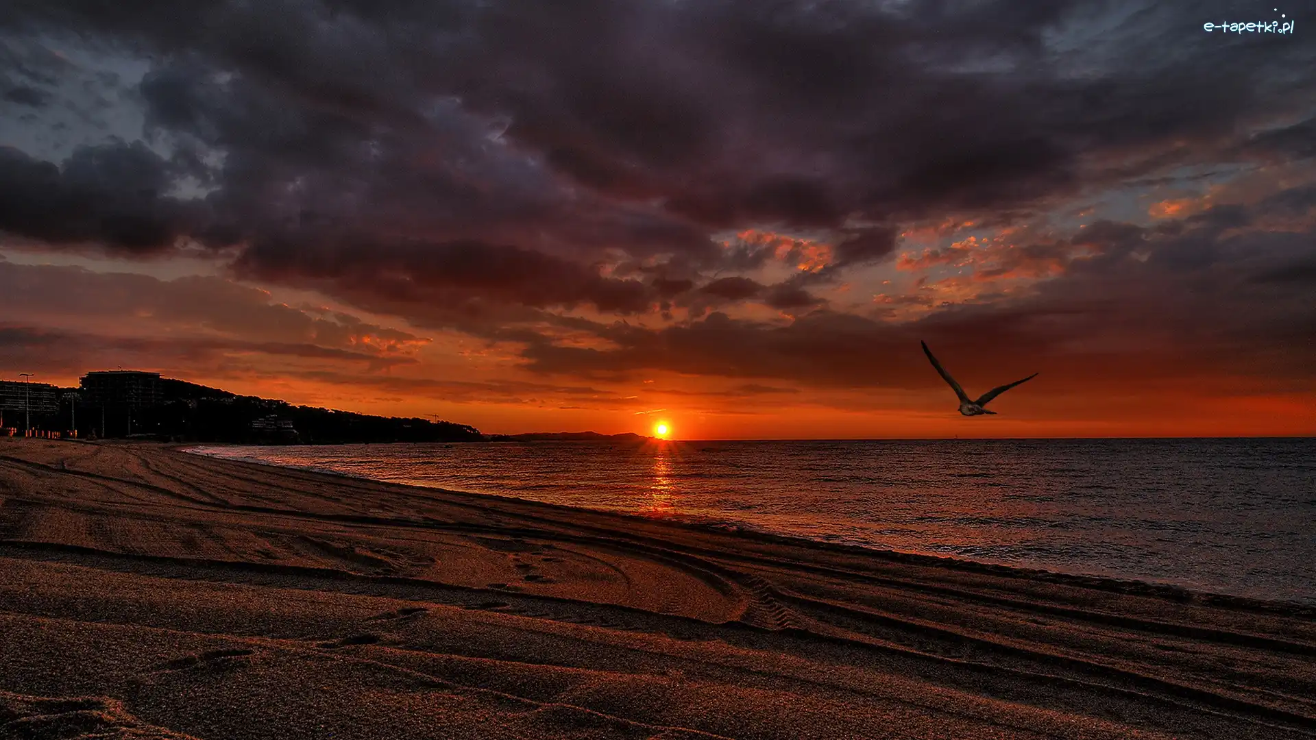 Plaża, Morze, Ptak
