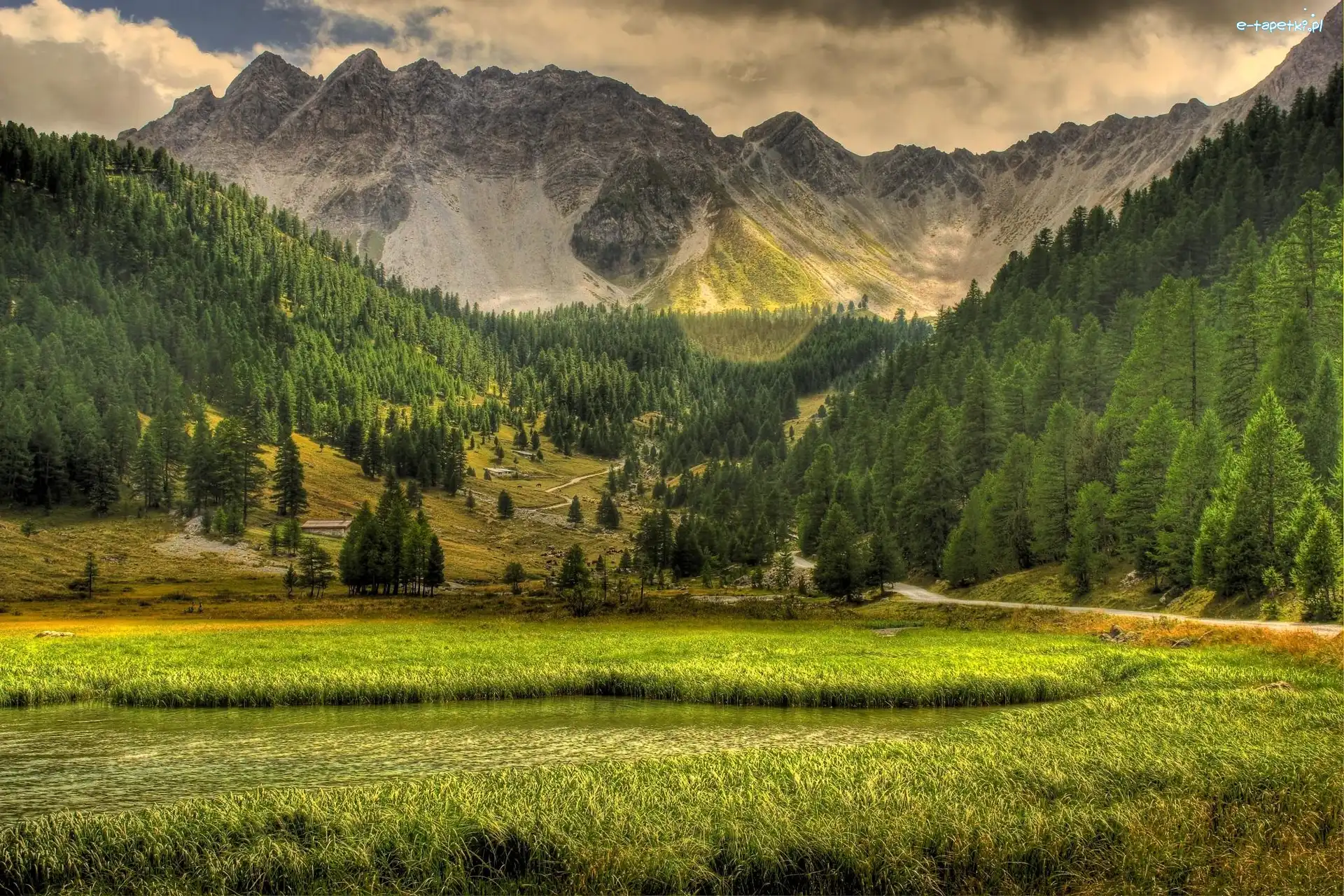 Las, Góry, Trawa