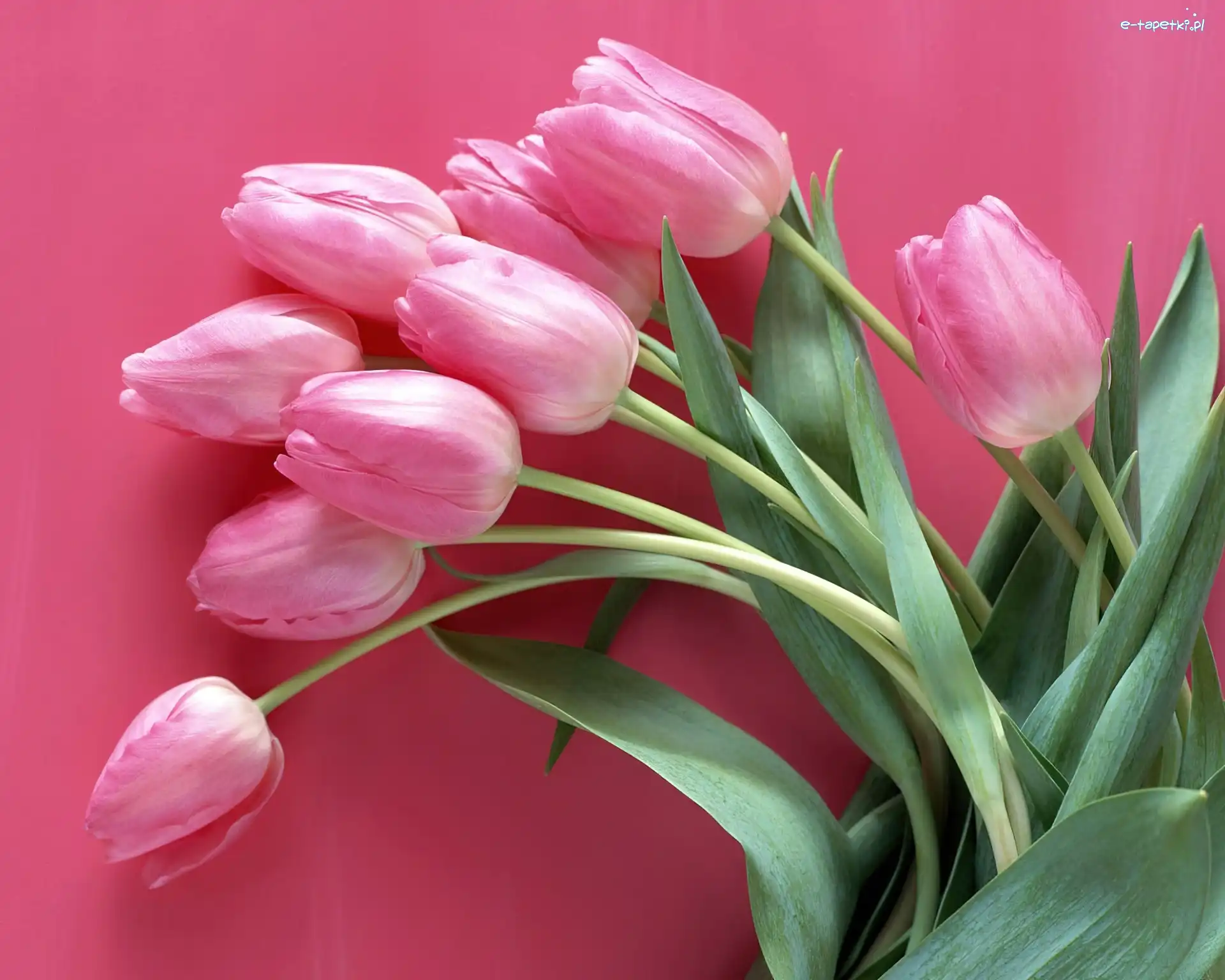 Tulipany, Różowe
