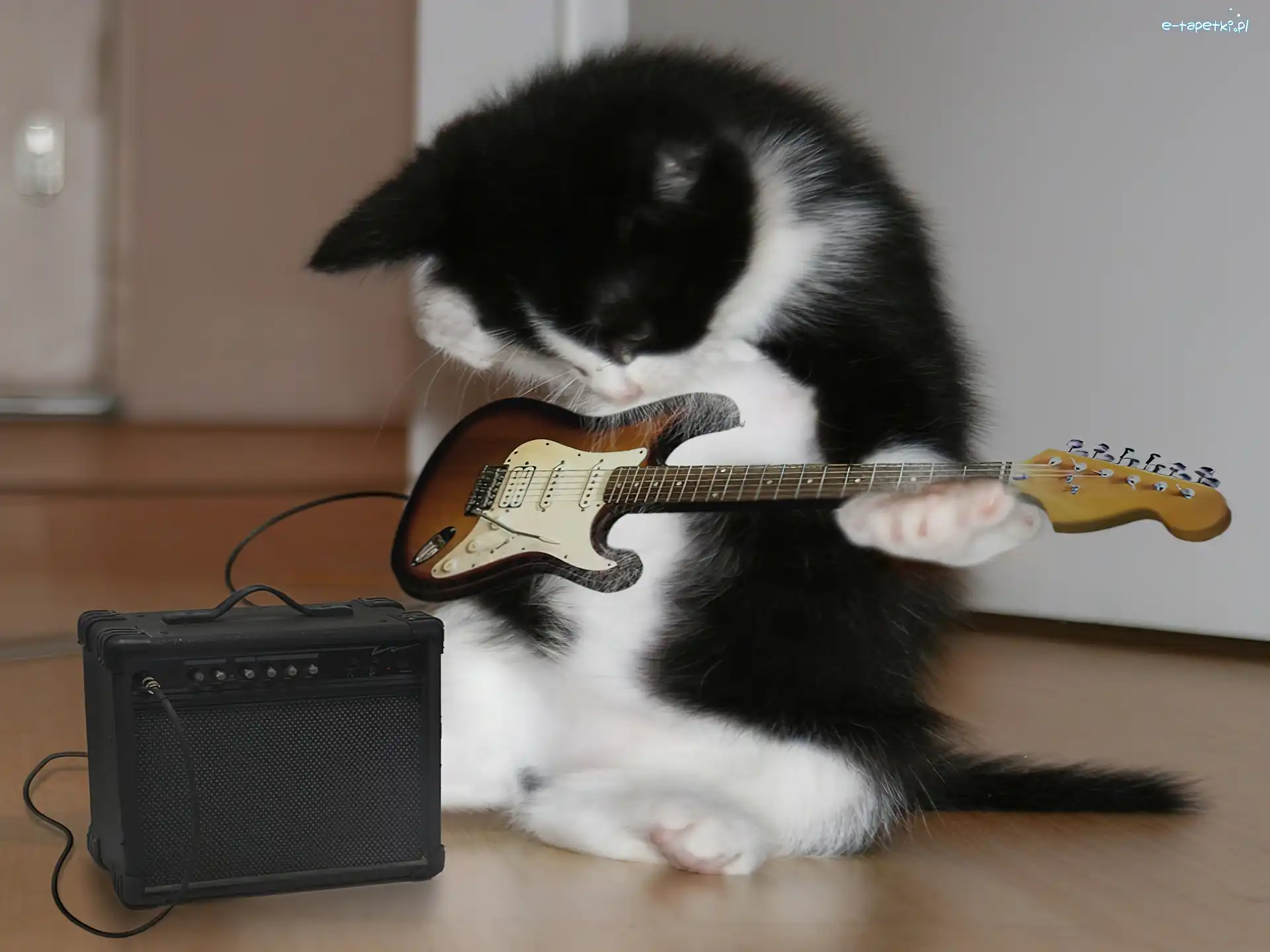Gitara, Kotek