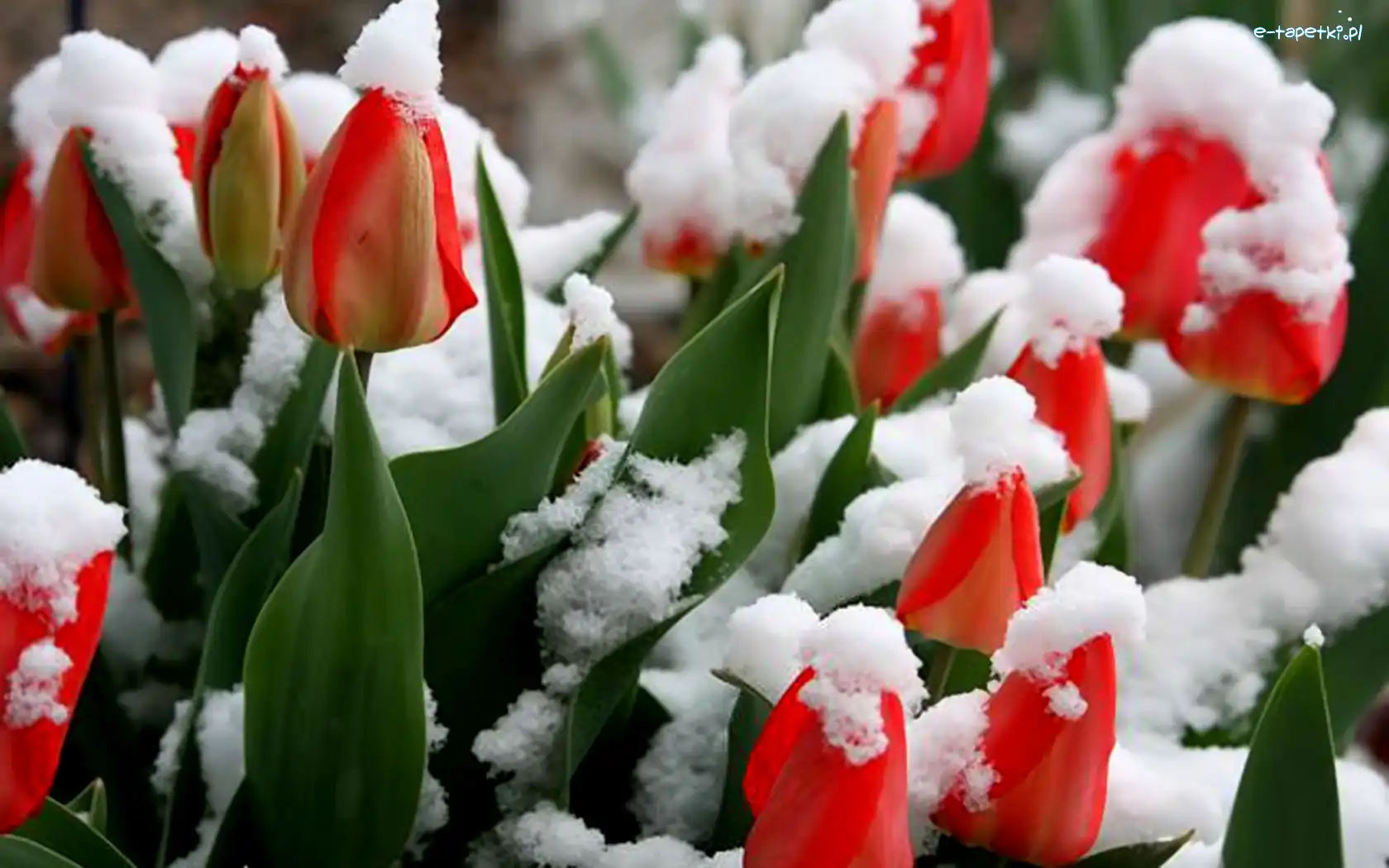 Tulipany, Śniegiem, Pokryte, Czerwone