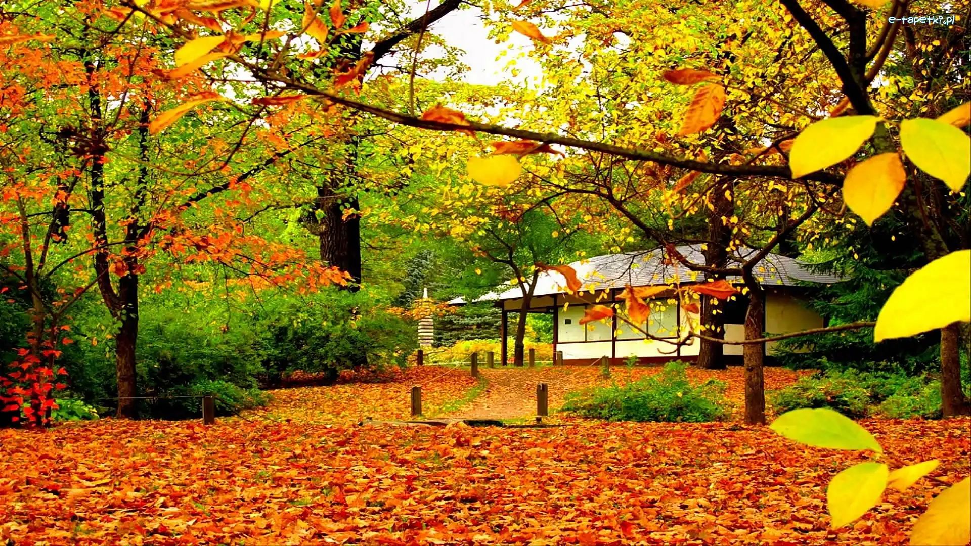 Chatka, Liście, Park