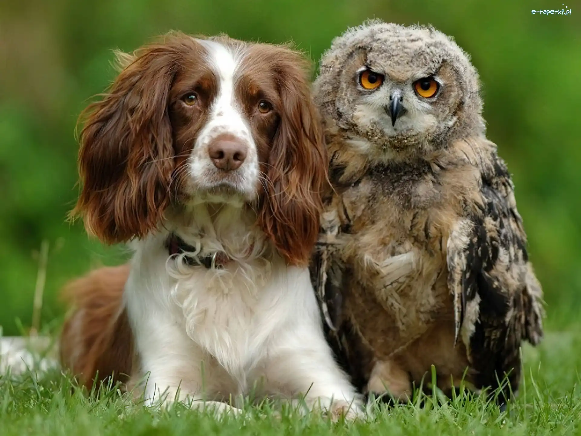 Sowa, Cocker spaniel, Trawa, Pies