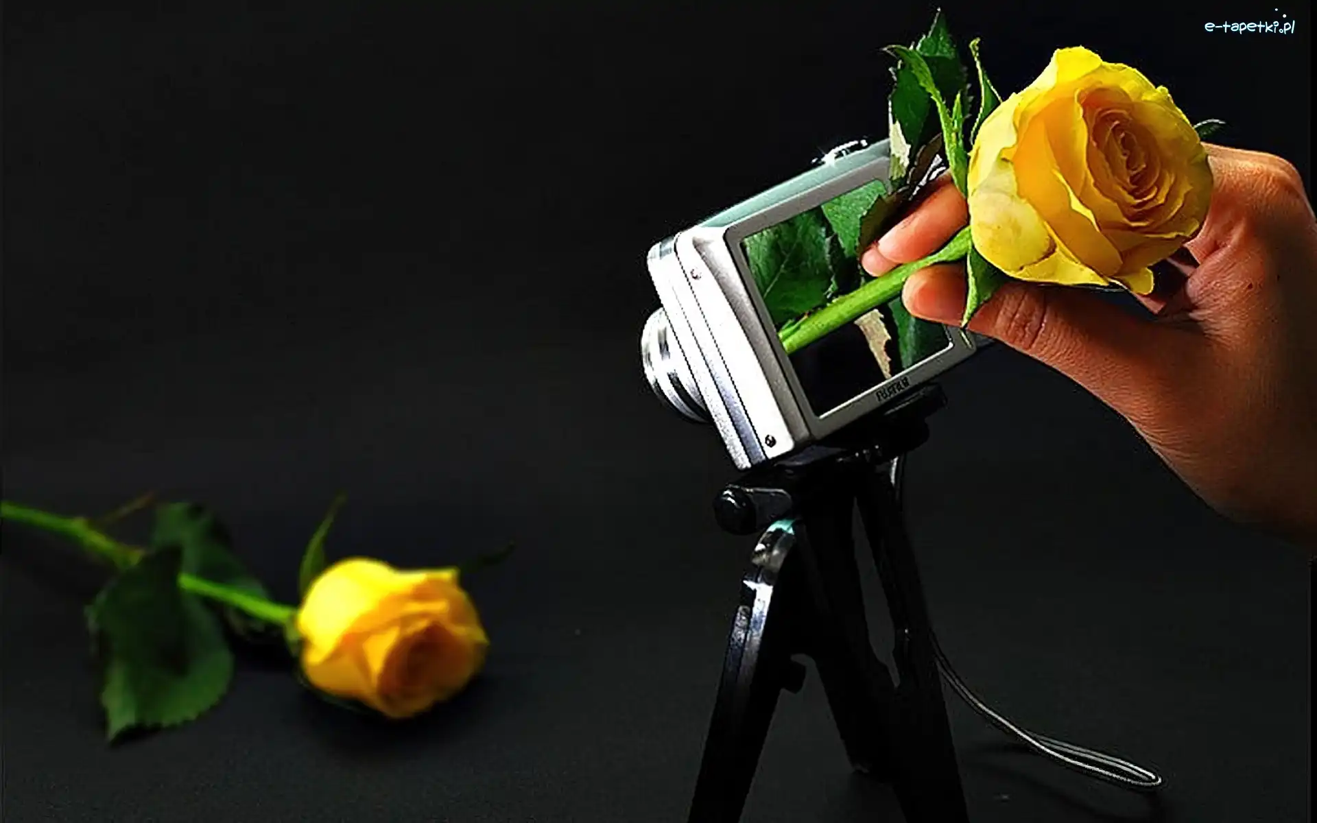 Róże, Fotograficzny, Aparat