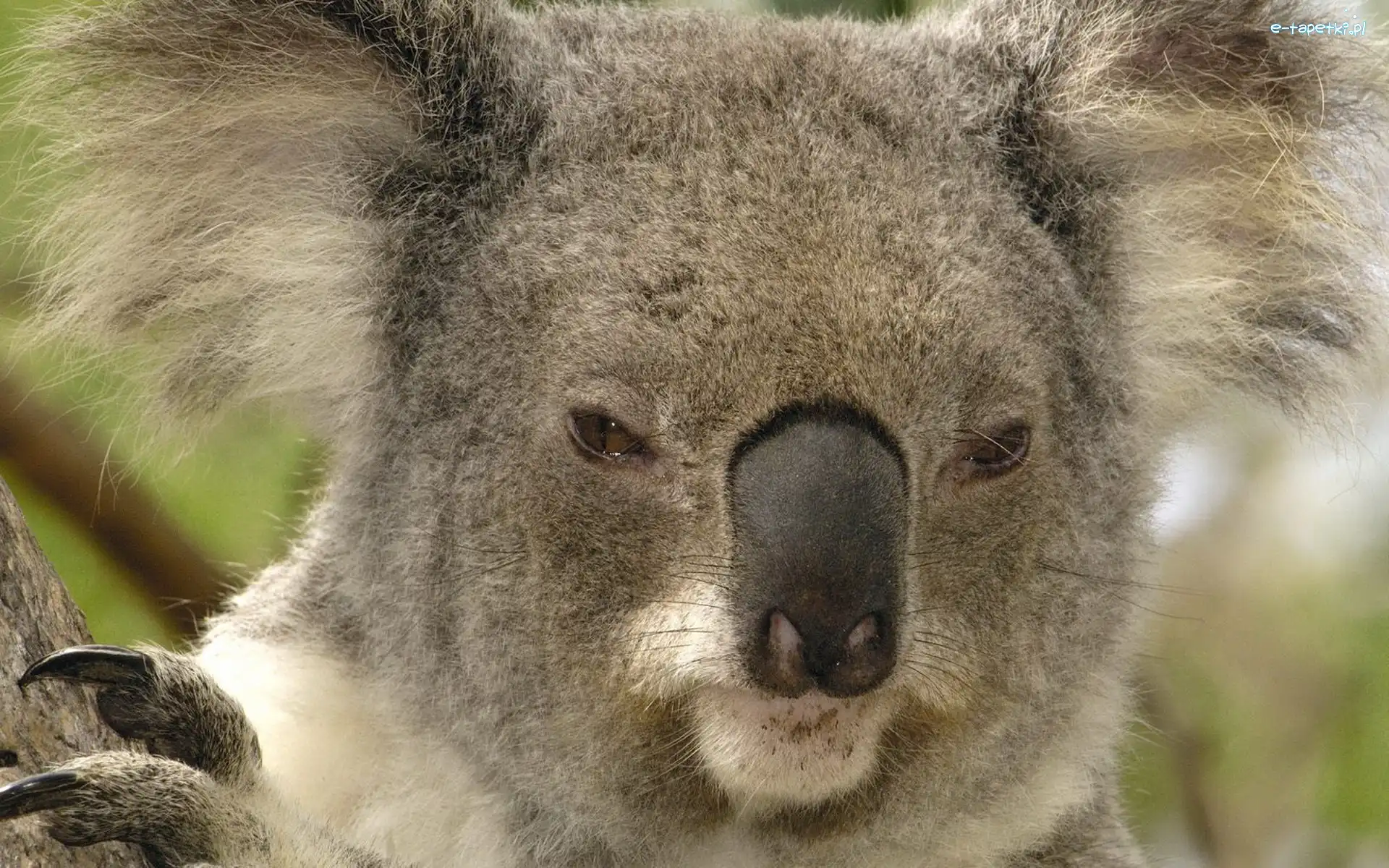 Koala, Misia, Mordka