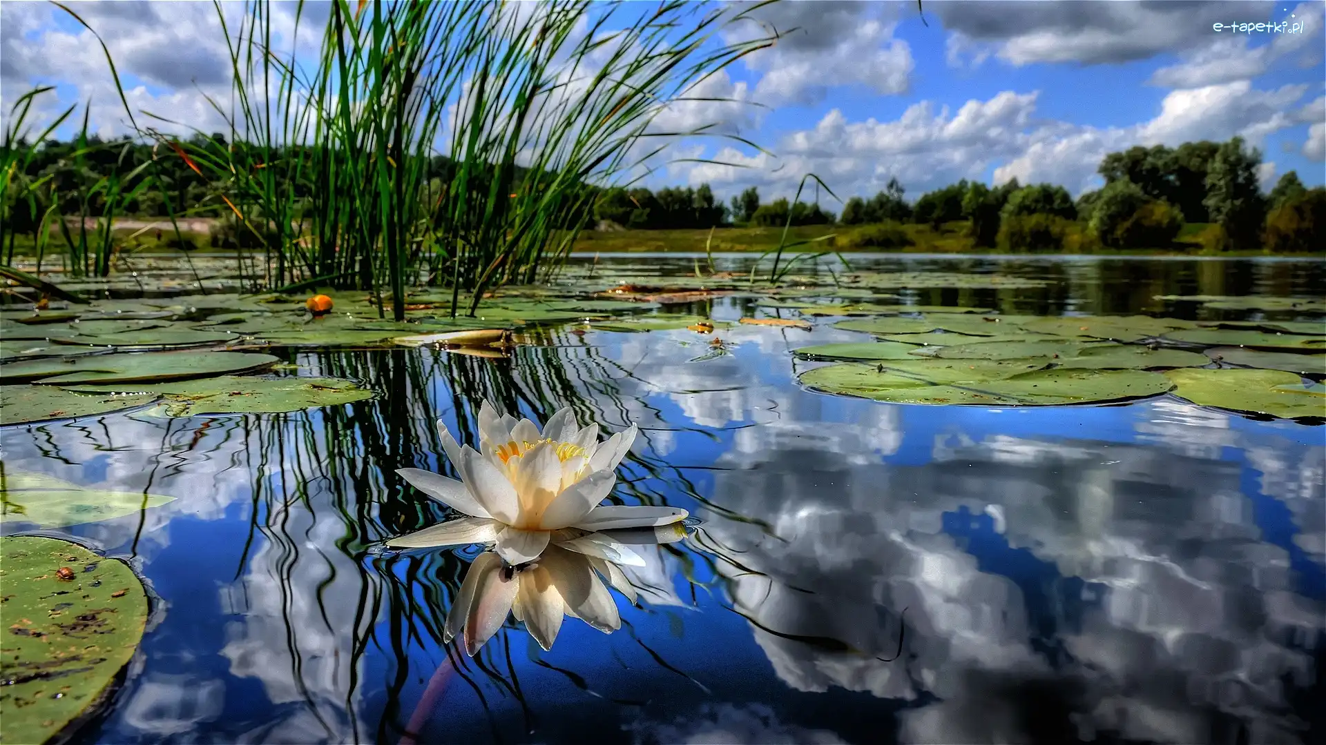 Lilia wodna, Jezioro