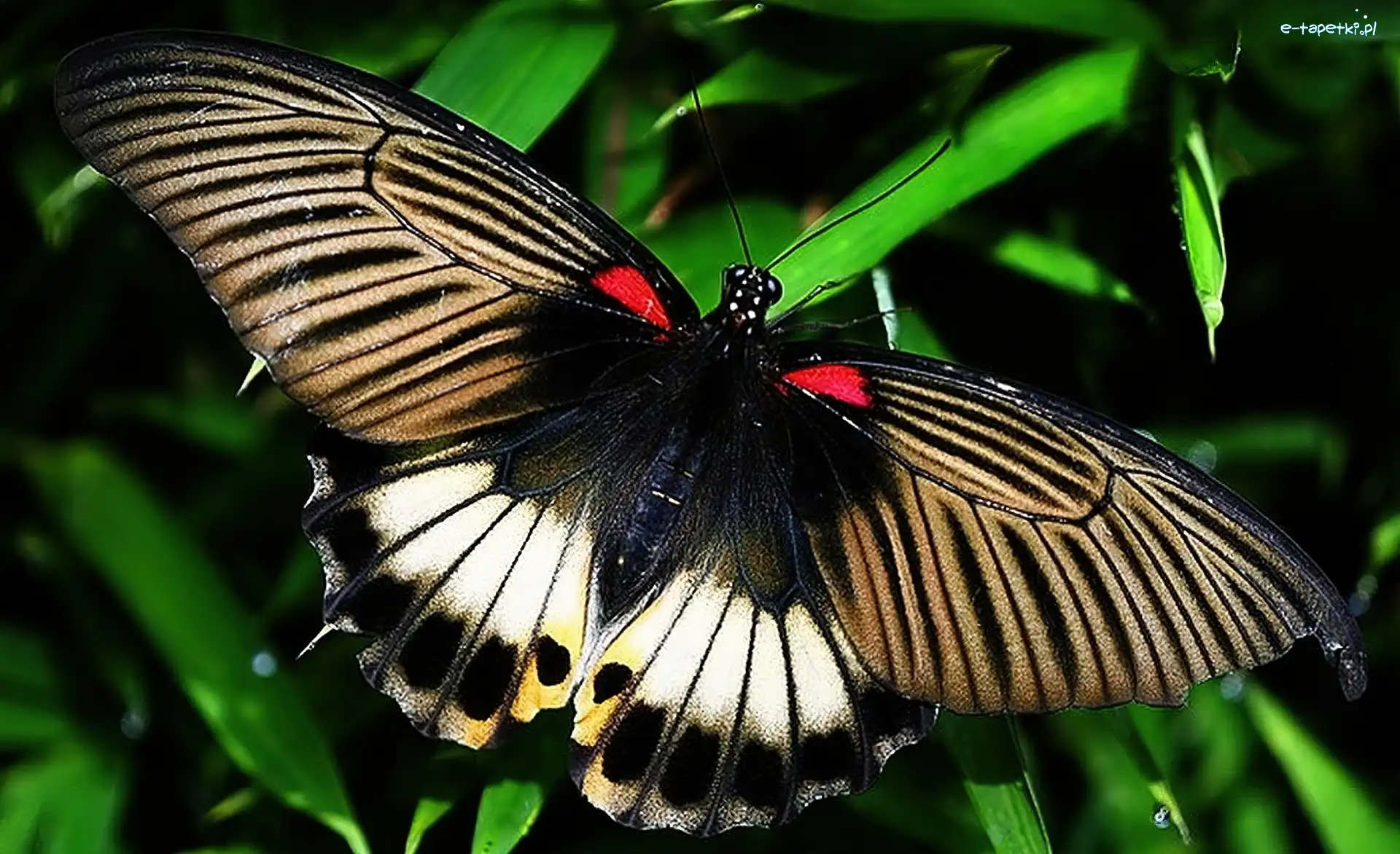 Motyl, Kolorowy