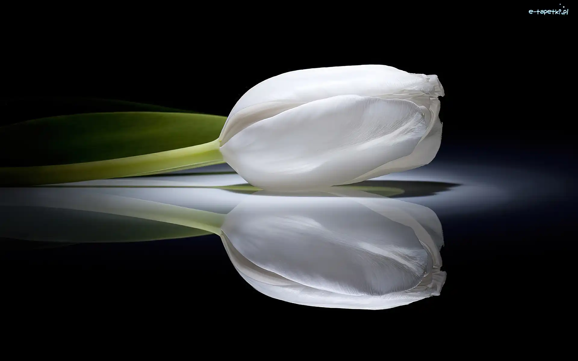 Tulipan, Biały