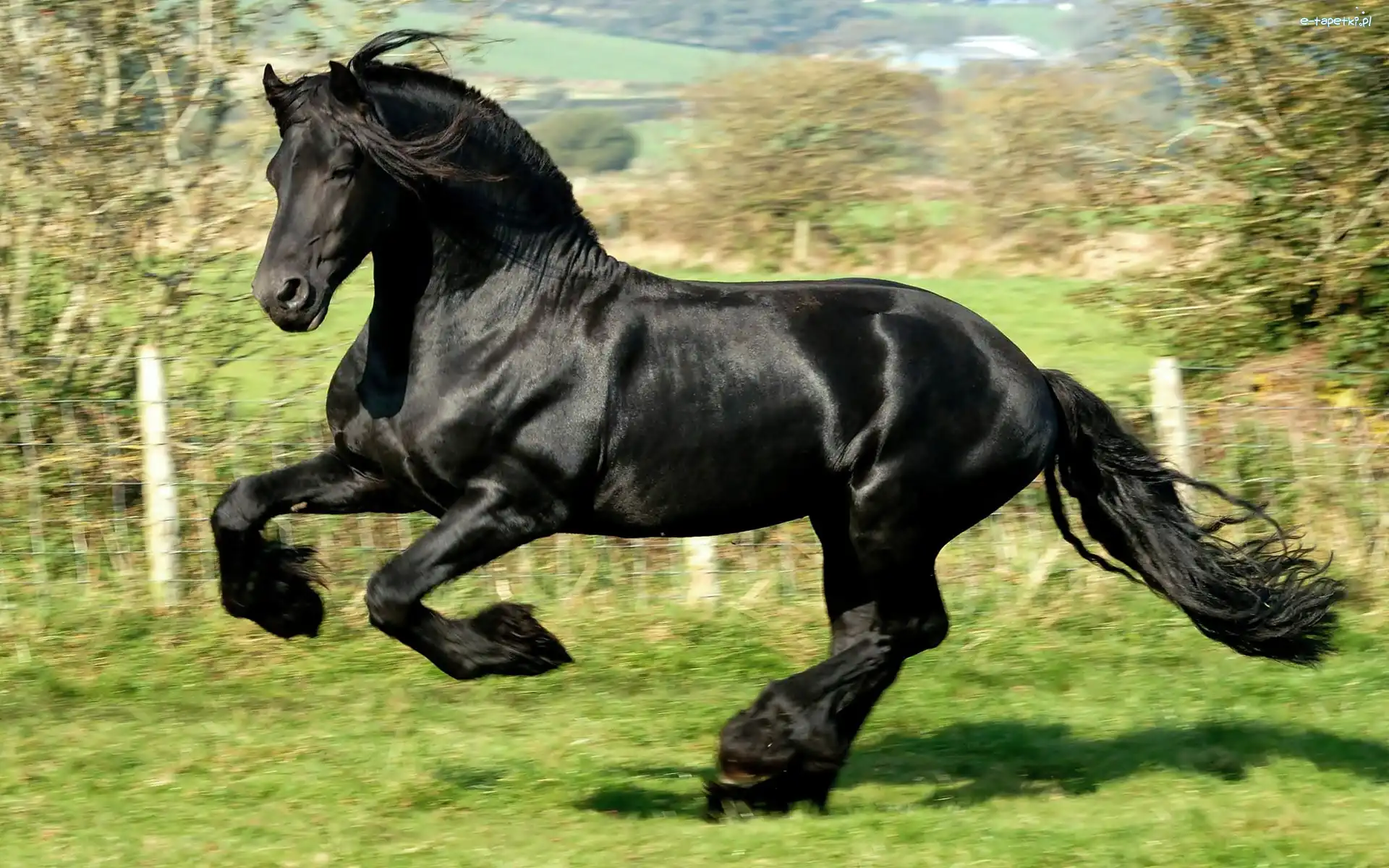 Galop, Koń, Czarny