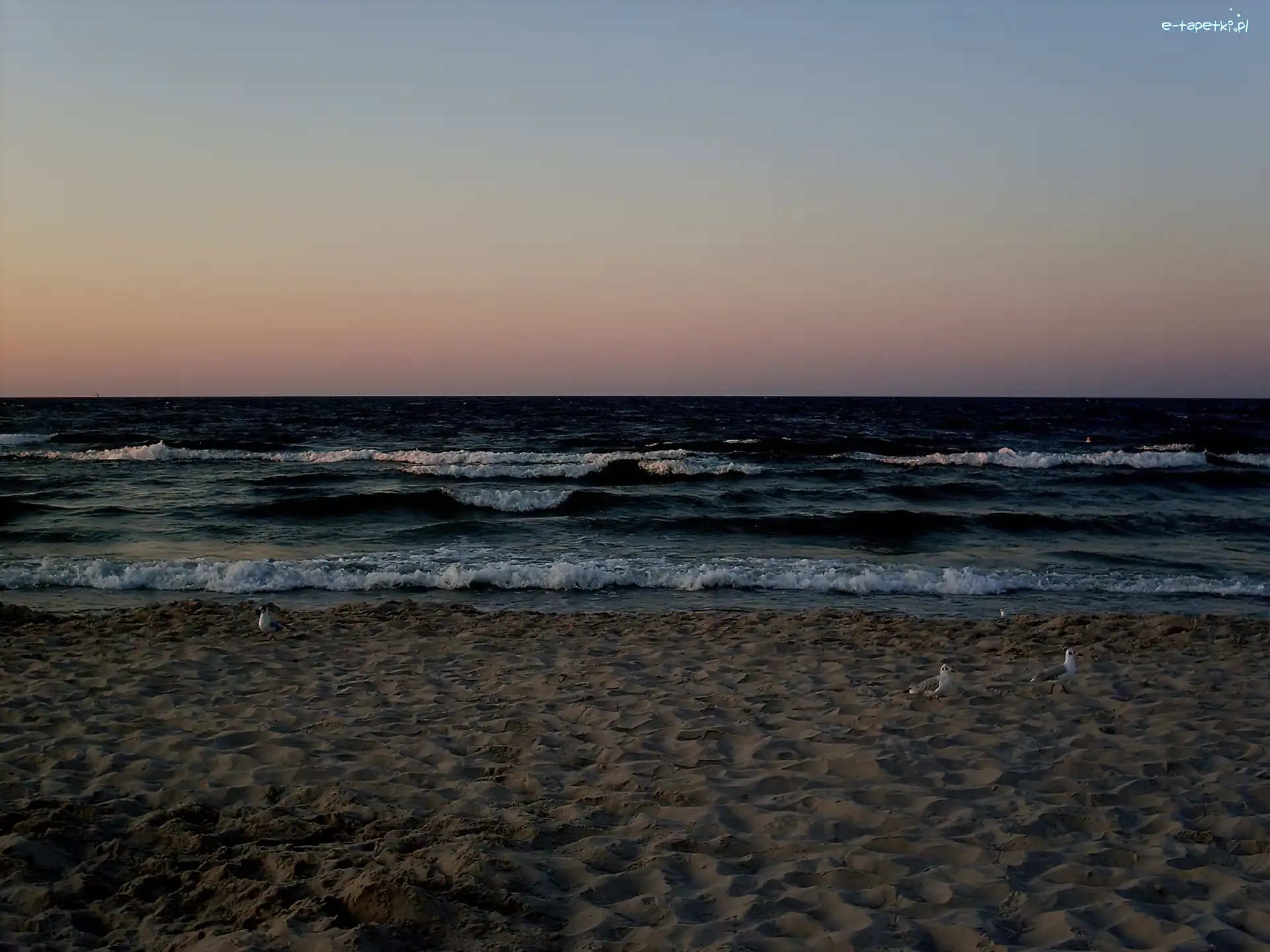 Mewy, Plaża, Morze