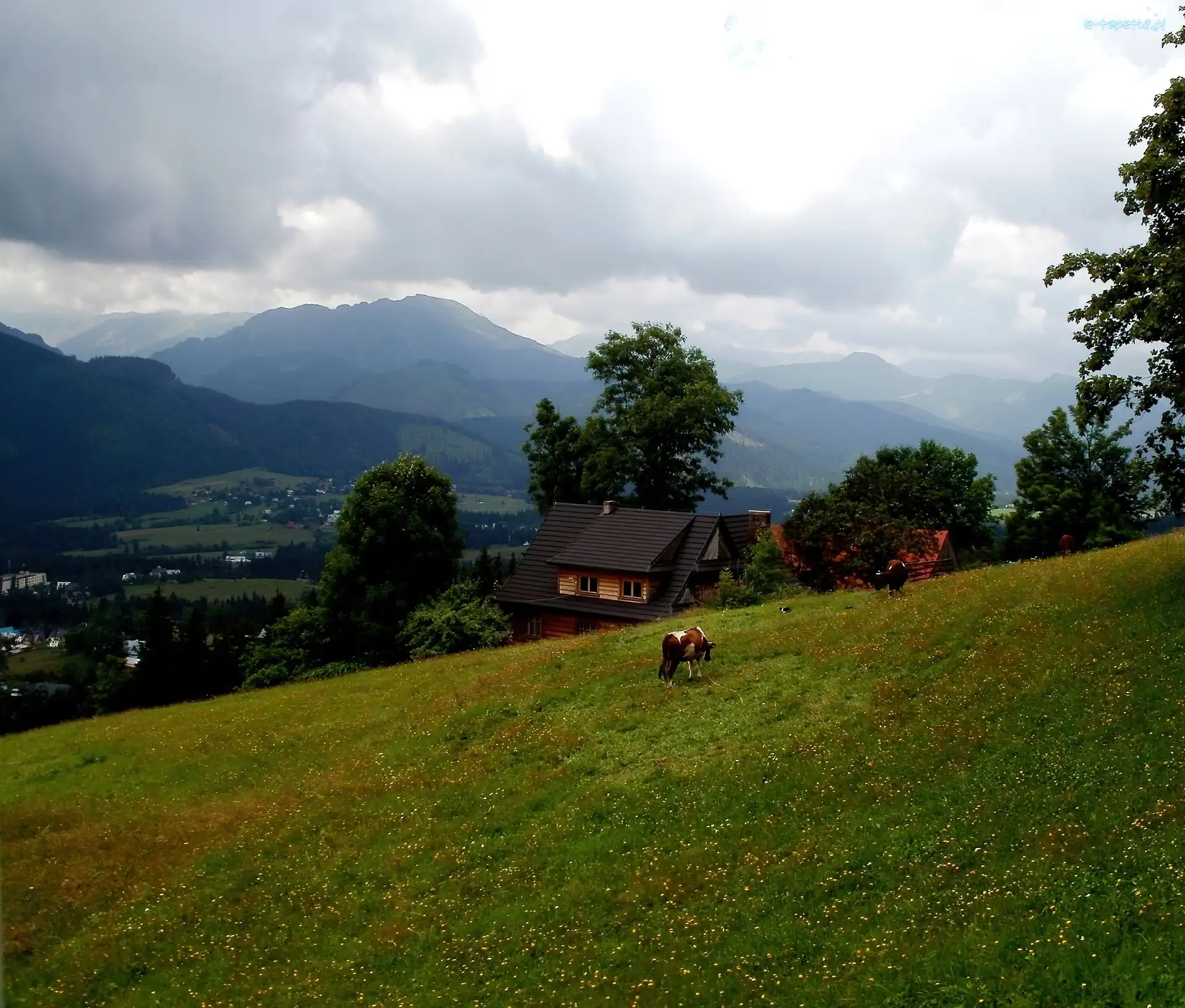 Łąka, Domek, Krowa, Góry