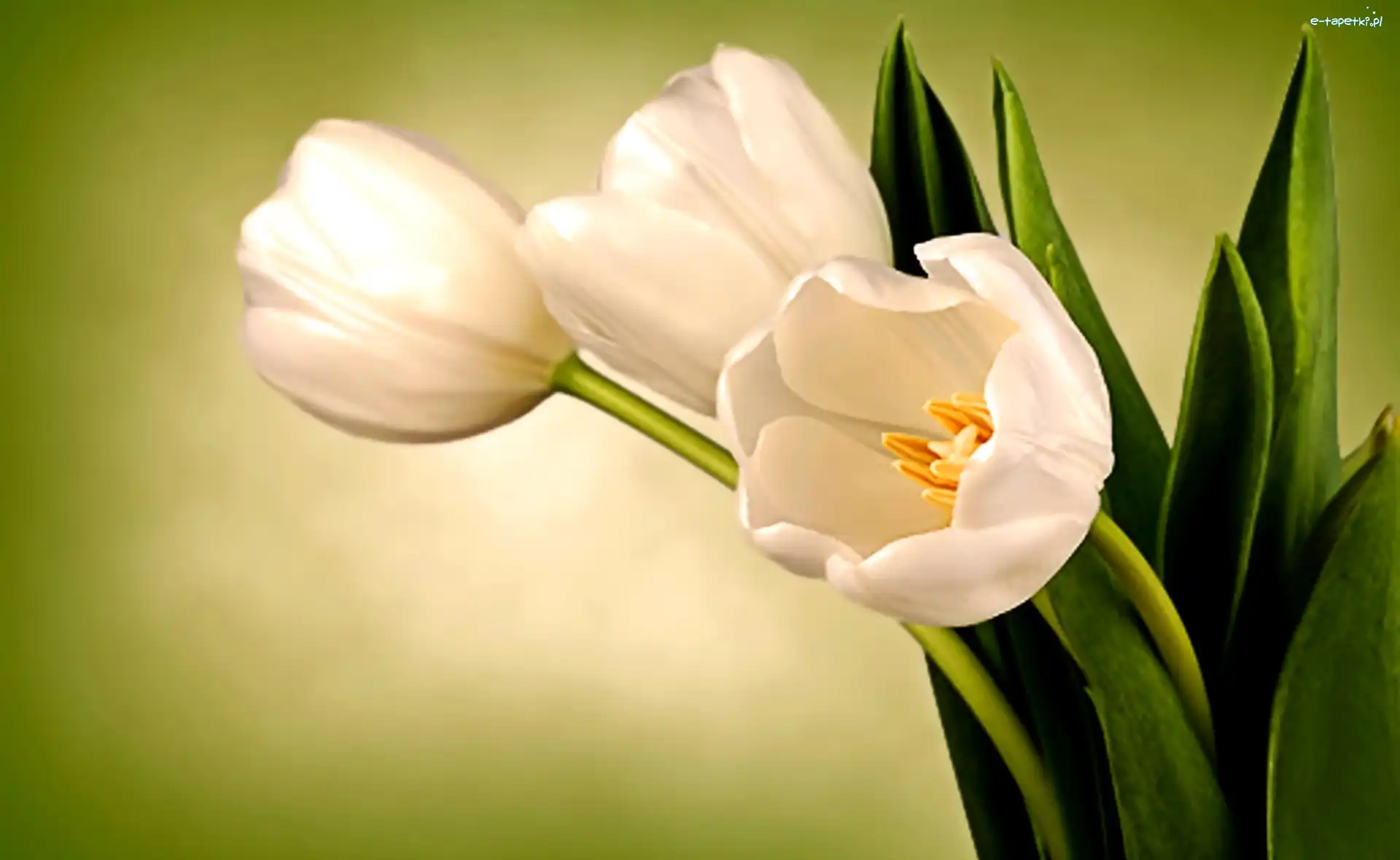 Tulipany, Białe