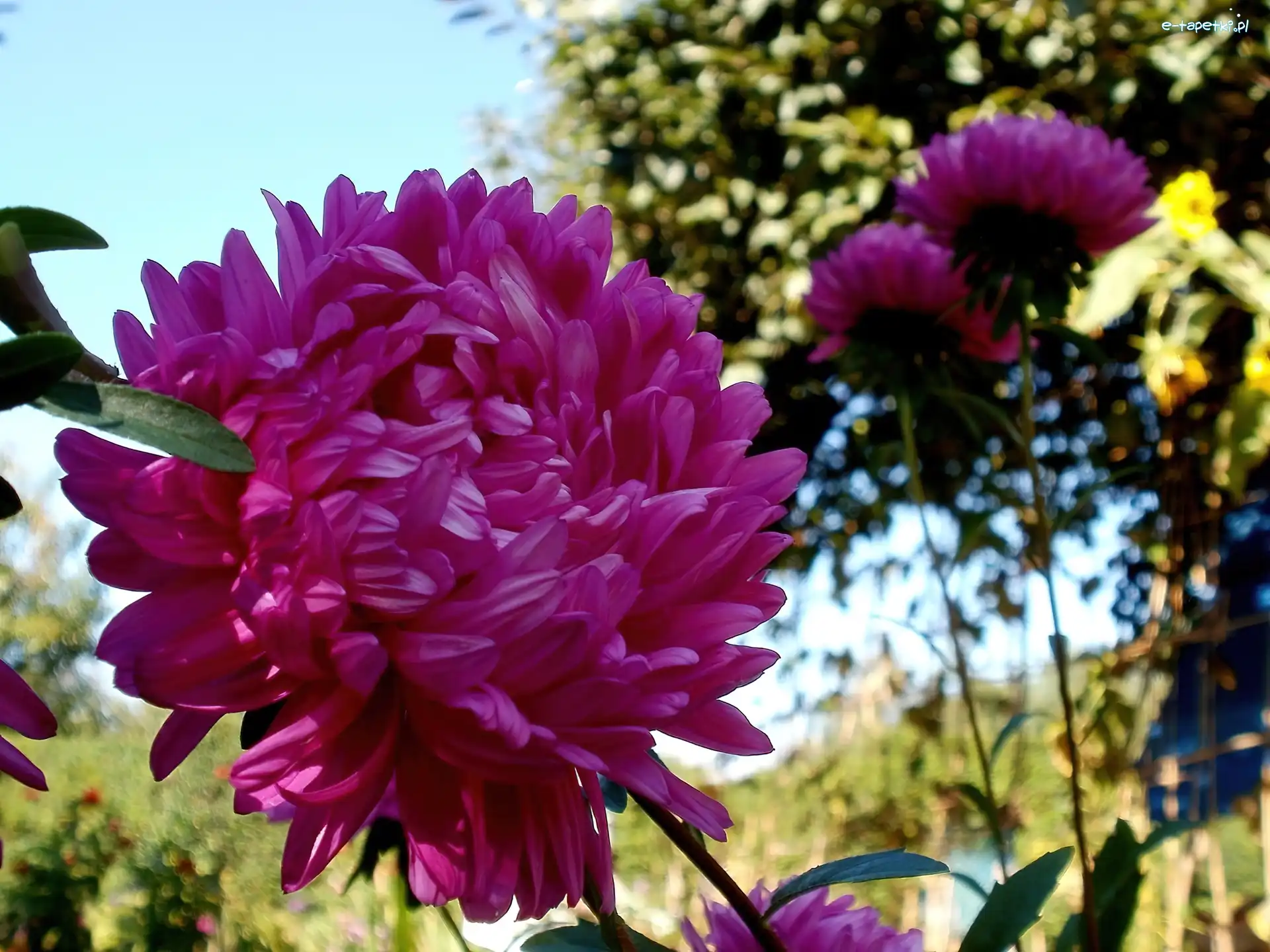 Ogród, Różowy, Aster