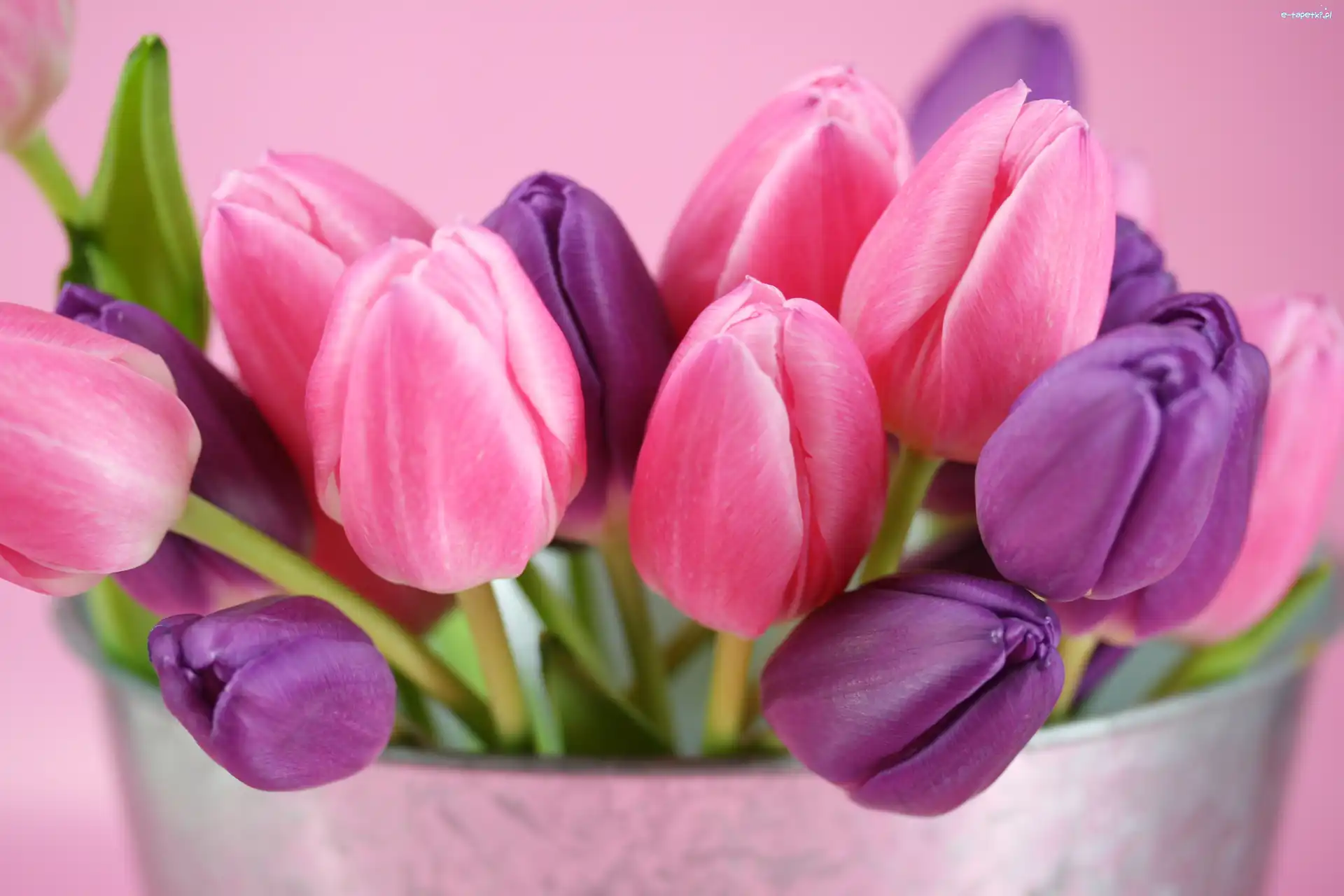 Wiaderko, Tulipany