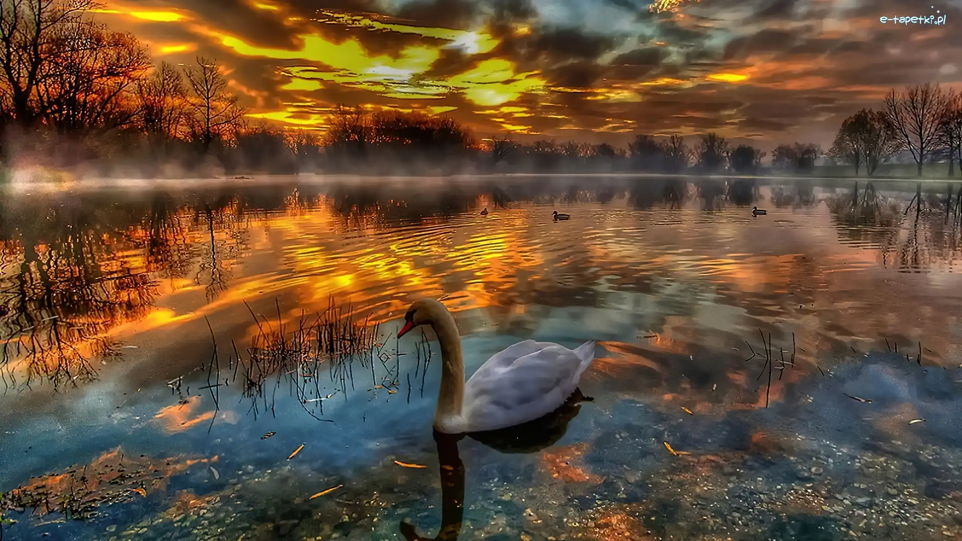 Woda, Słońca, Zachód, Łabędź