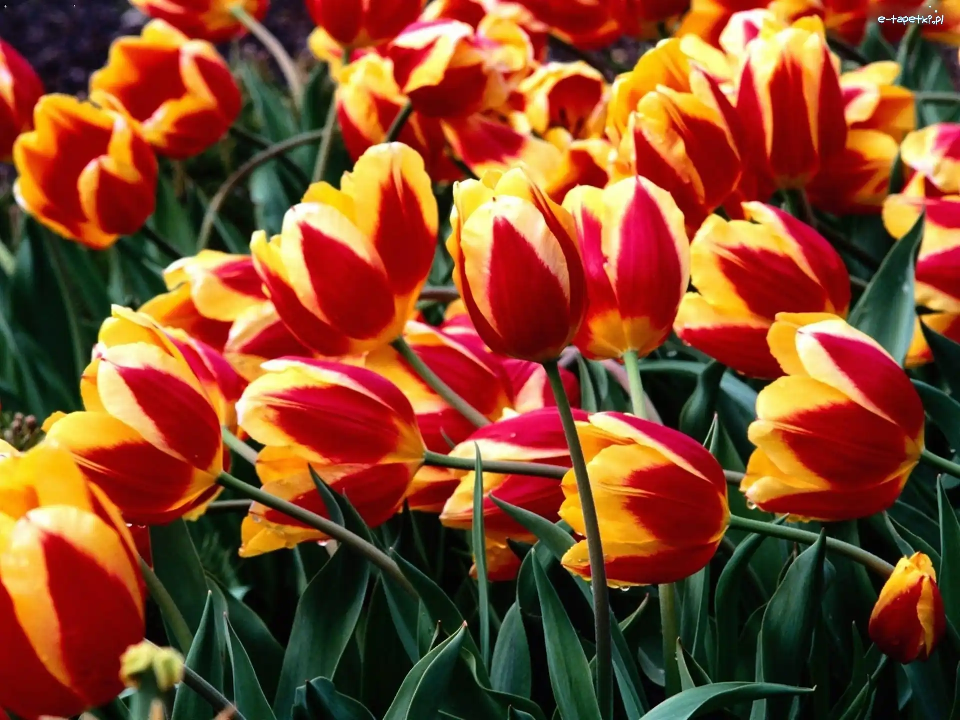 Czerwone, Żółto, Tulipany