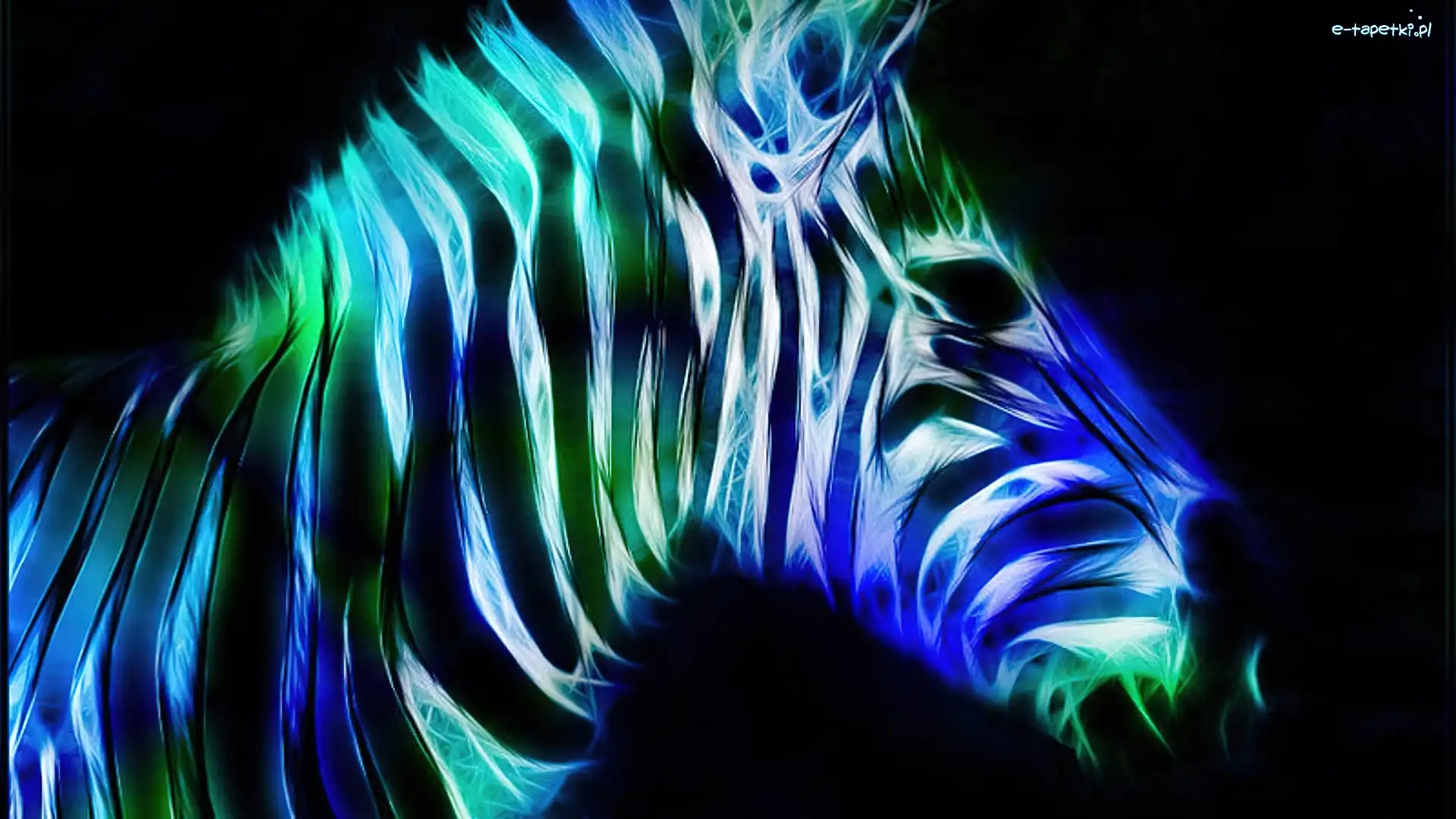 Paski, Zebra
