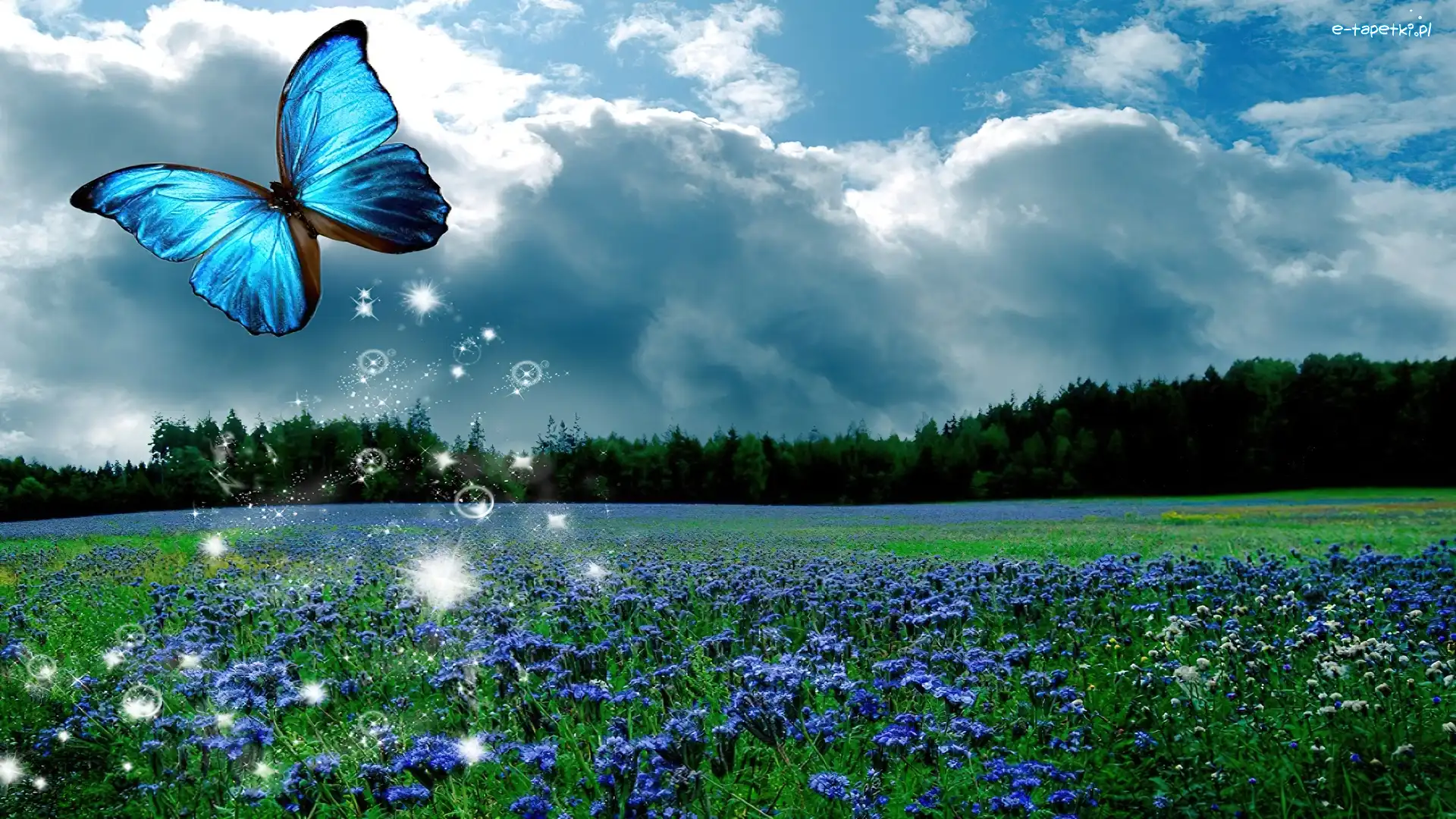 Kwiatki, Łąka, Trawa, Motyl