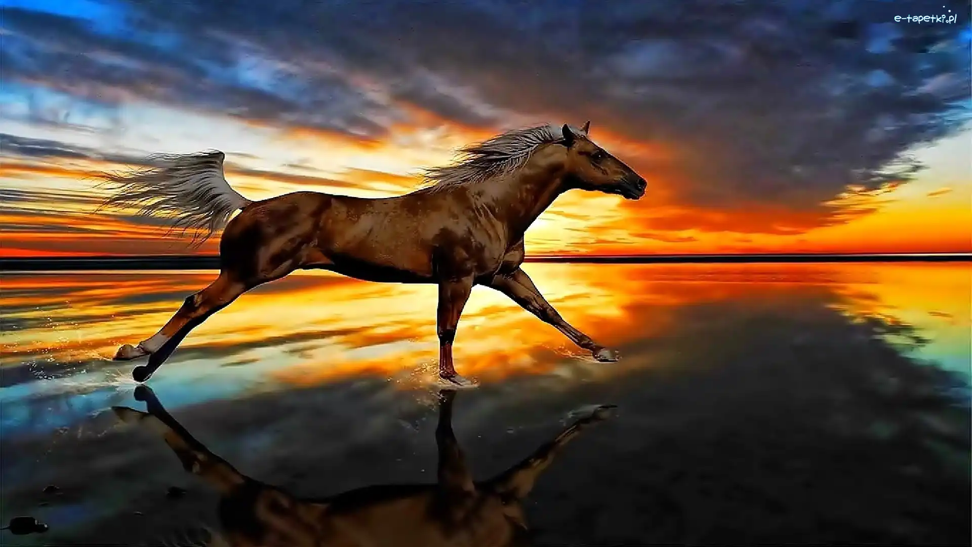 Galop, Słońca, Zachód, Koń