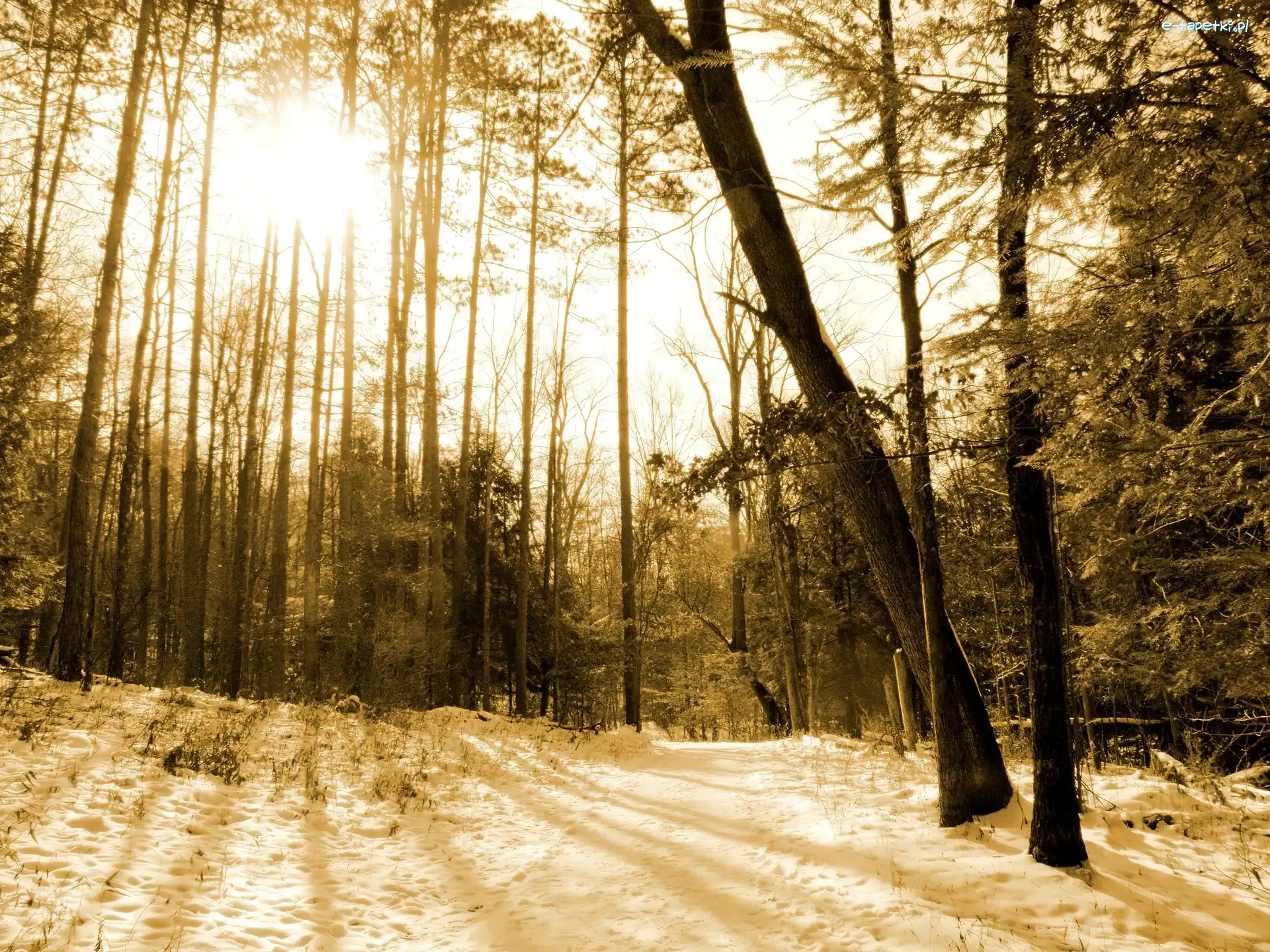 Sepia, Las