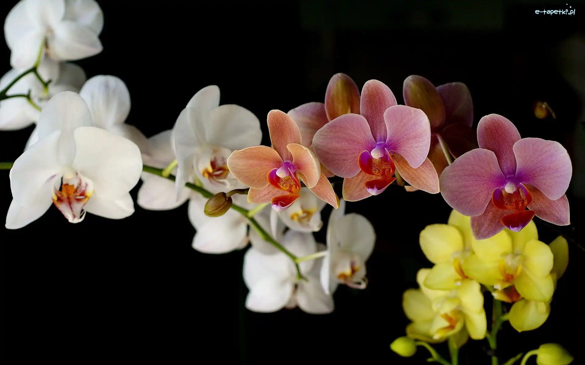 Orchidea, Kolorowa