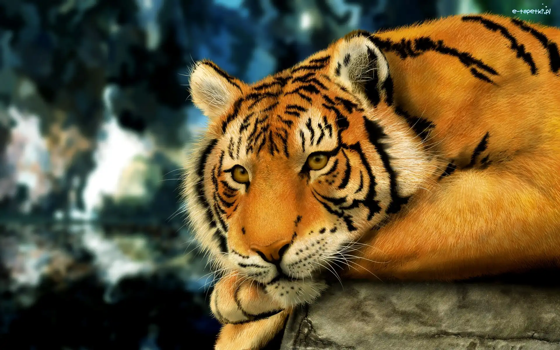 Bengalski, Tygrys