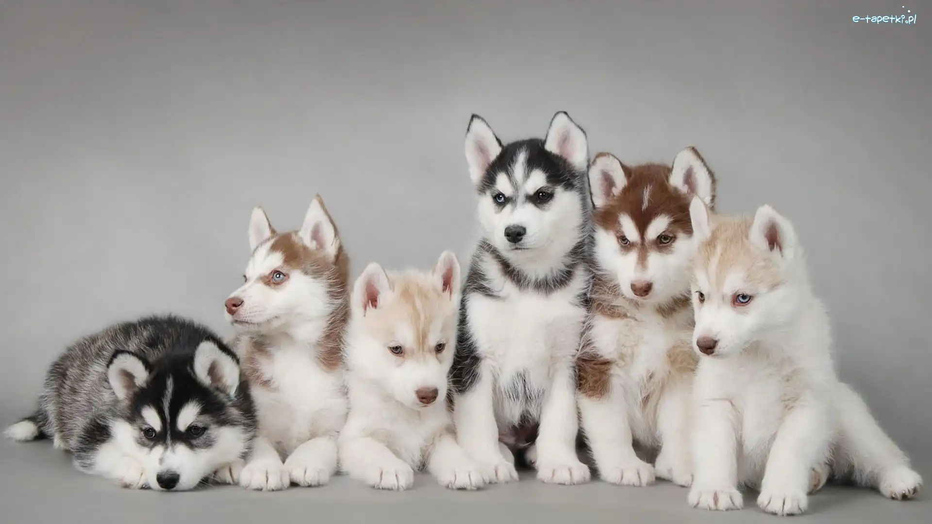 Husky, Szczenięta