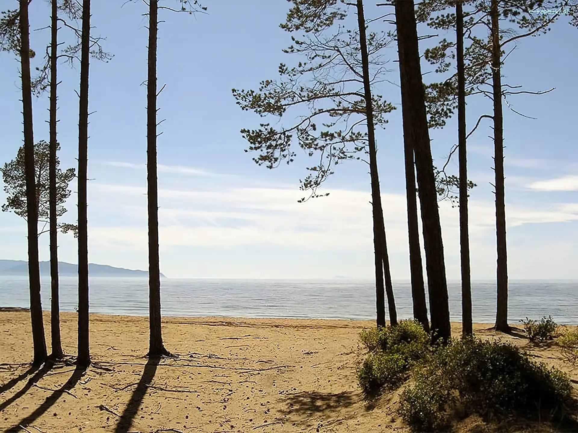 Drzewa, Morze, Plaża