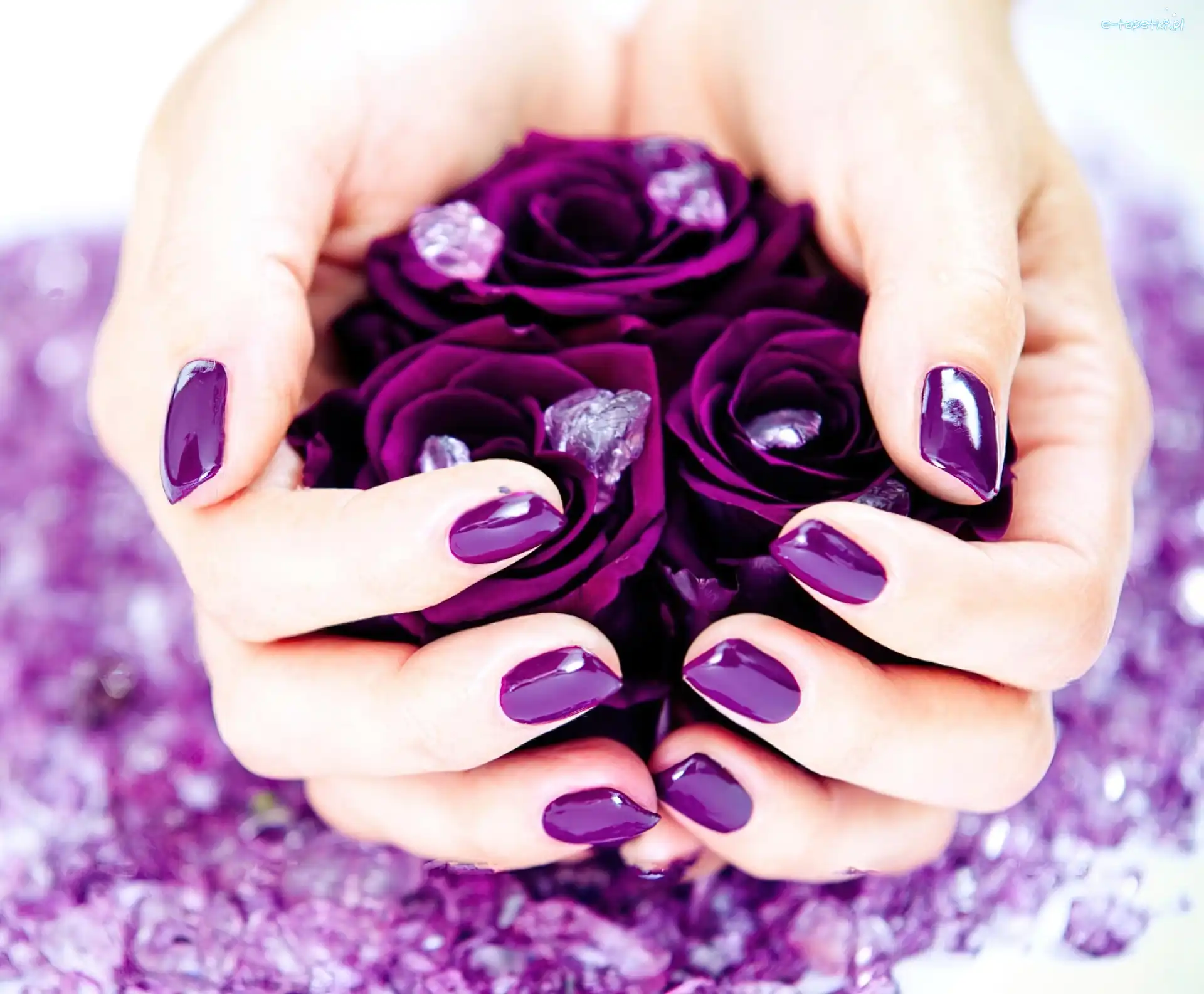 Róże, Purpurowe, Dłonie