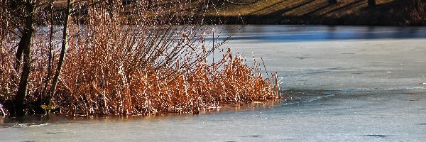 Trzcina, Jezioro, Zamarznięte