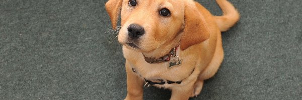 Piesek, Labrador Retriever, Obroża, Biszkoptowy