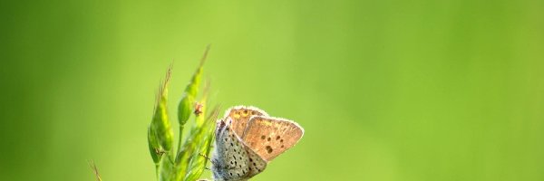 Roślina, Motyl