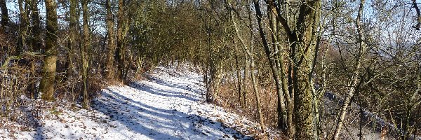 Śnieg, Droga, Las