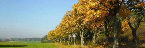 Droga, Jesień, Drzewa, Polna