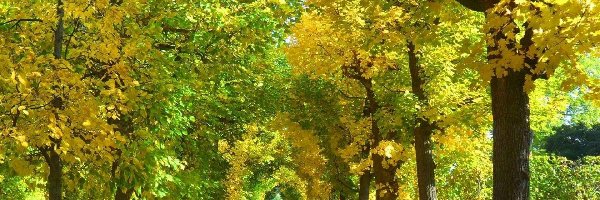 Jesień, Alejka, Park