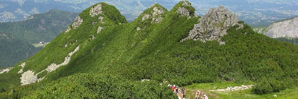 Góry, Kosodrzewina, Zieleń, Tatry, Ostańce