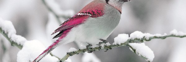 Biało, Ptak, Różowy, Śnieg, Gałązka